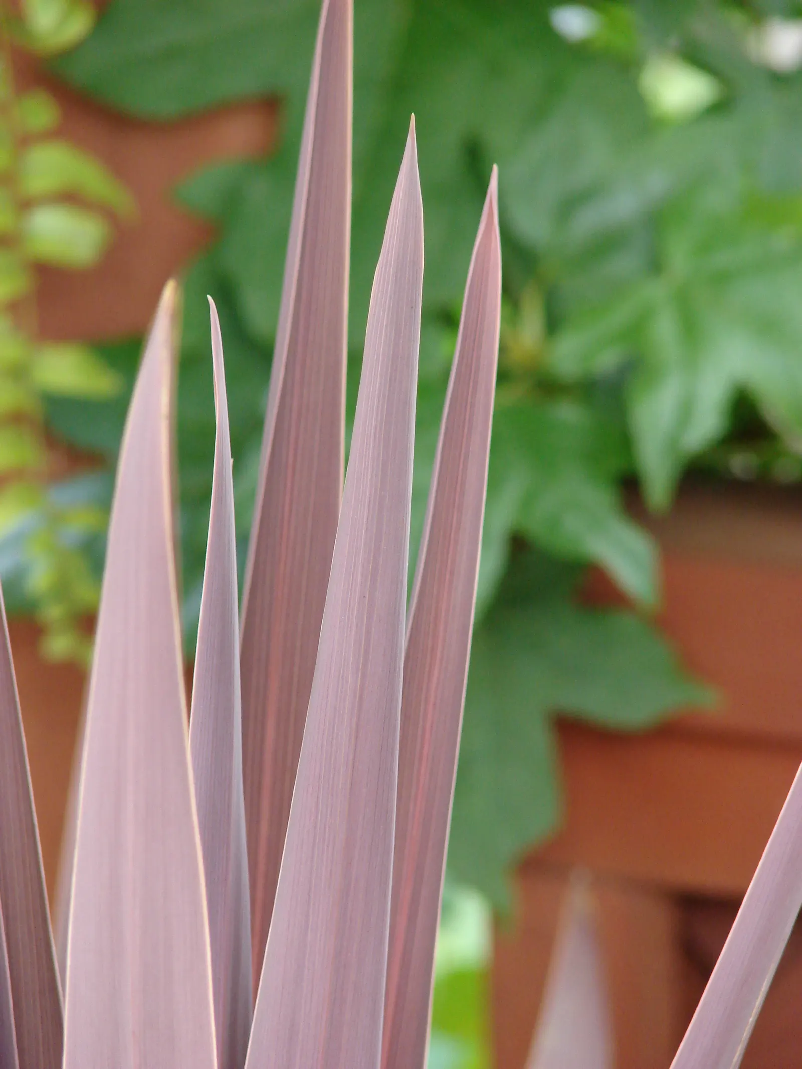 Australian Dracaena (Cordyline Australis) — The Australian Dracaena, or Cordyline australis, is a striking, palm-like tree; its sword-shaped leaves create