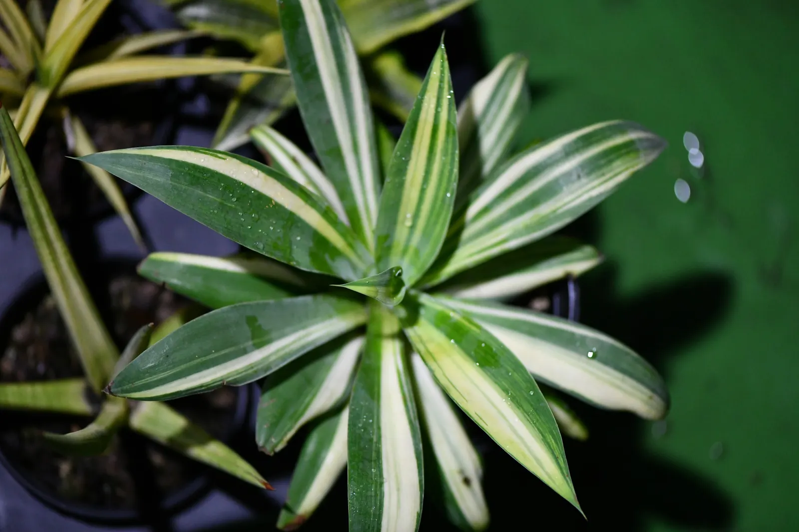 Australian Dracaena (Cordyline Australis) — offering a dramatic vertical emphasis in landscapes; scientifically known as Cordyline australis and, image 53