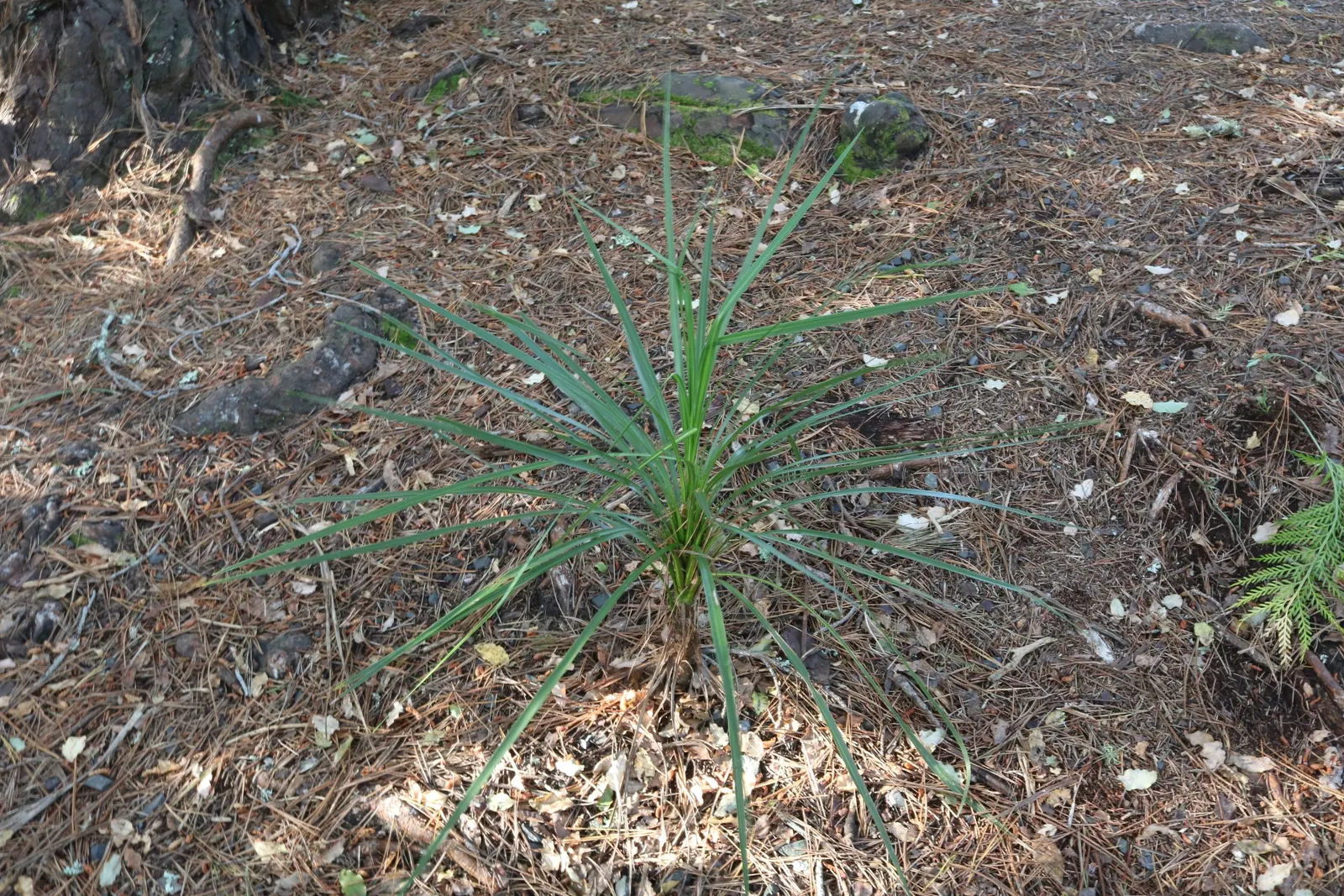 Australian Dracaena (Cordyline Australis) — Drought tolerance increases with maturity; white flowers in the garden, image 55