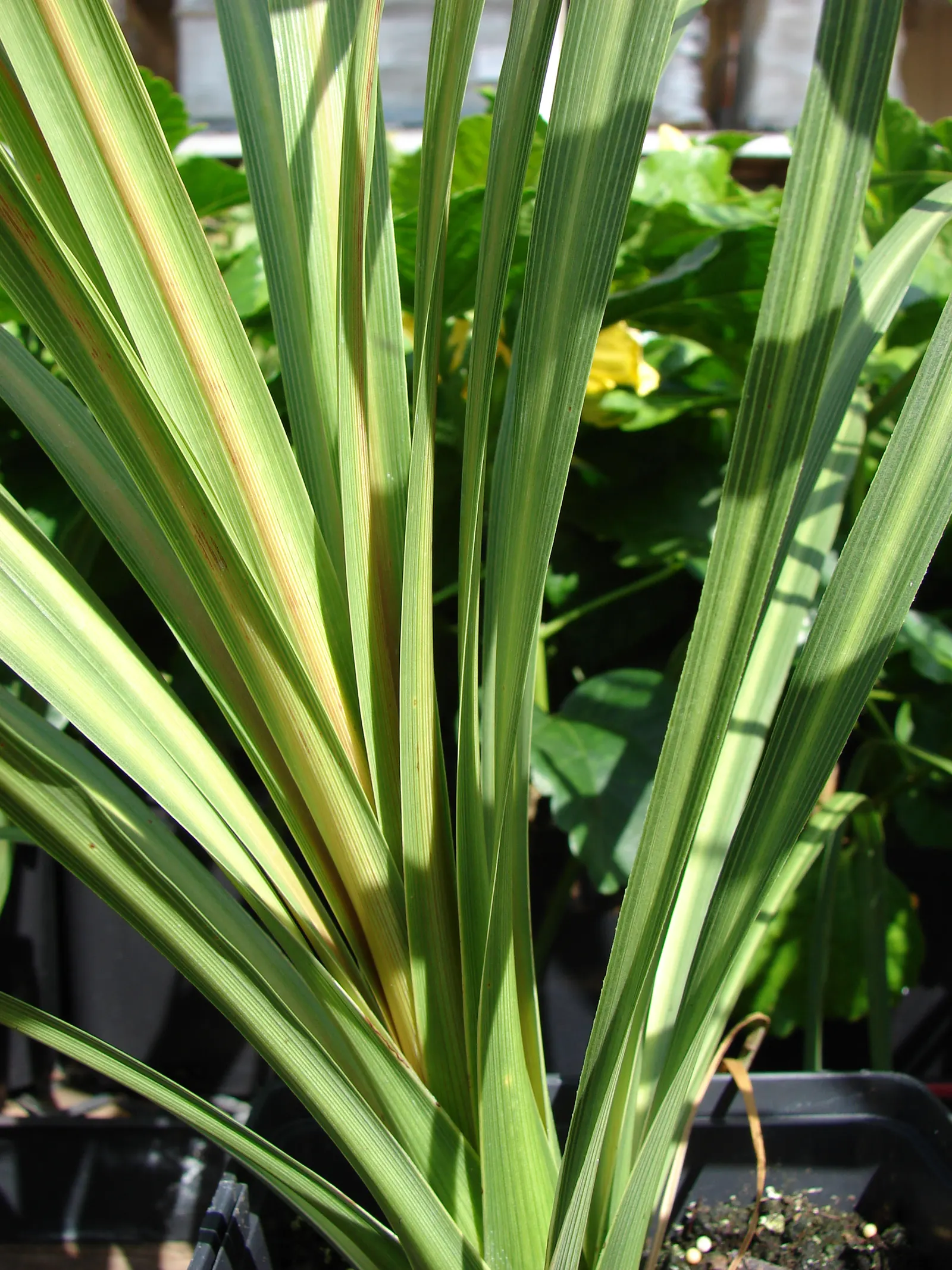 Australian Dracaena (Cordyline Australis) — scientifically known as Cordyline australis and commonly referred to as the Cabbage Tree; offering a, image 80