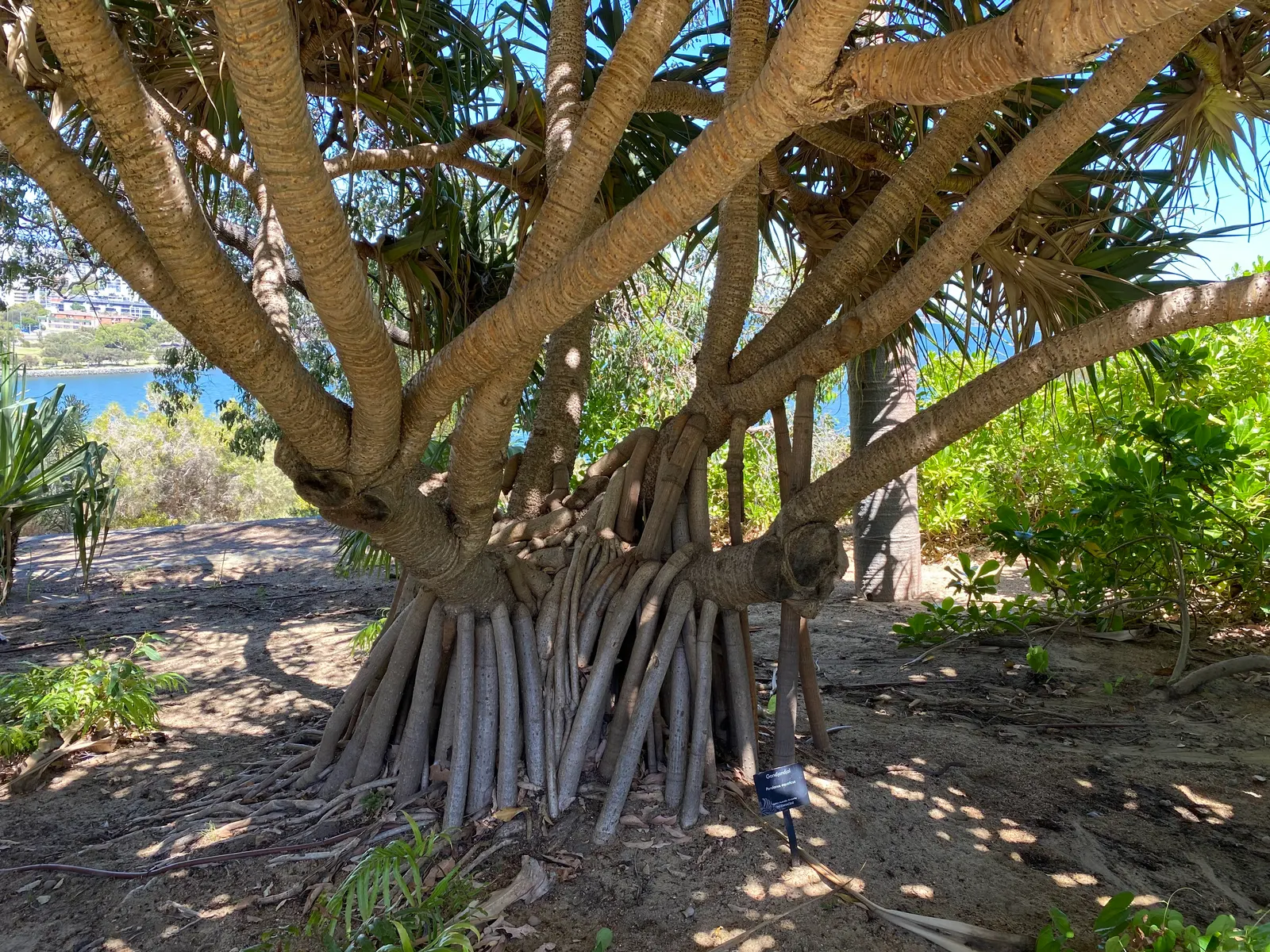 Australian Dracaena (Cordyline Australis) — blade-like leaves gracefully emanate from the top of the trunk; mature specimens can reach heights of, image 83