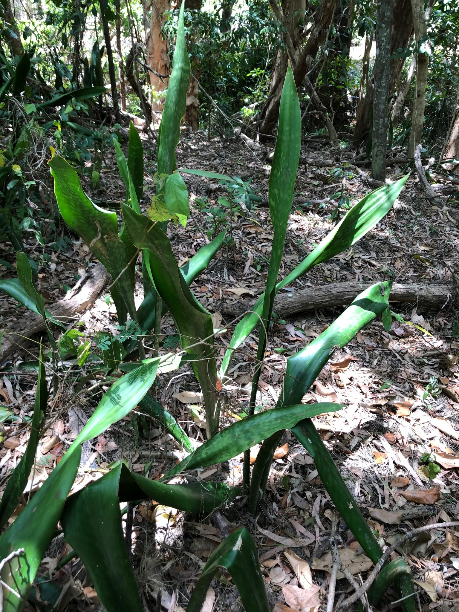 Australian Dracaena (Cordyline Australis) — These leaves are typically deep green; is an evergreen species that hails from New Zealand, image 60