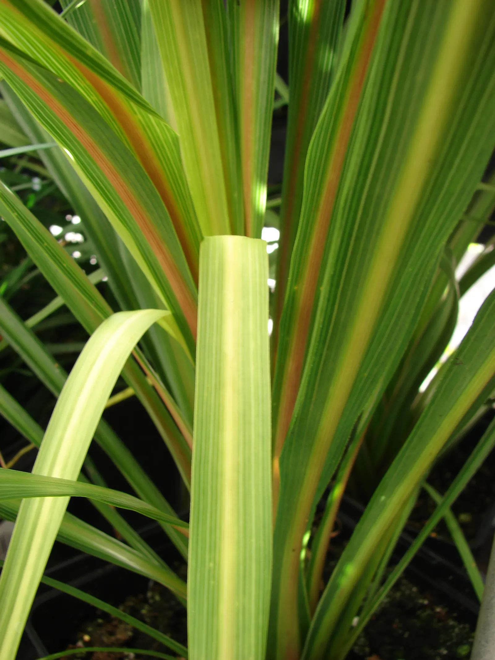 Australian Dracaena (Cordyline Australis) — Architecturally impressive; it thrives in a range of soil types, provided they are well-draining, image 75