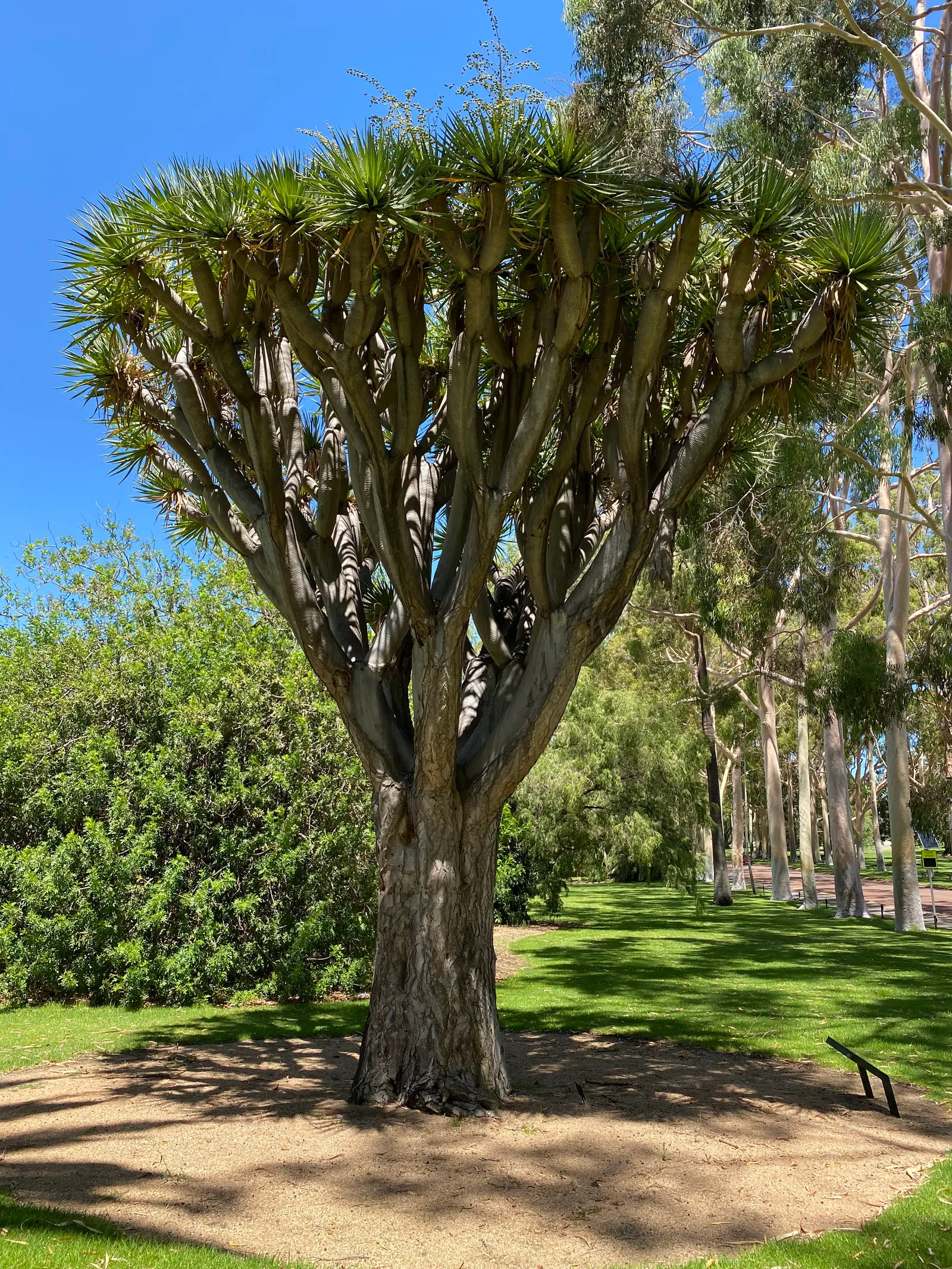 Australian Dracaena (Cordyline Australis) — Architecturally impressive; it thrives in a range of soil types, provided they are well-draining
