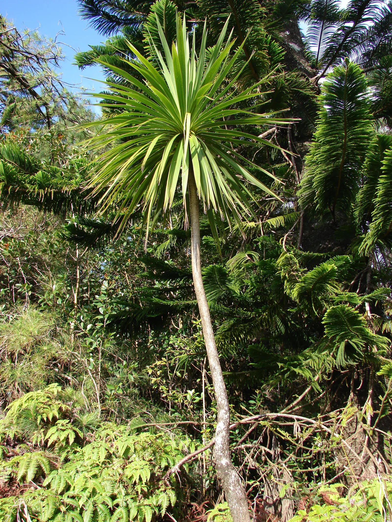 Australian Dracaena (Cordyline Australis) — It thrives in a range of soil types, provided they are well-draining