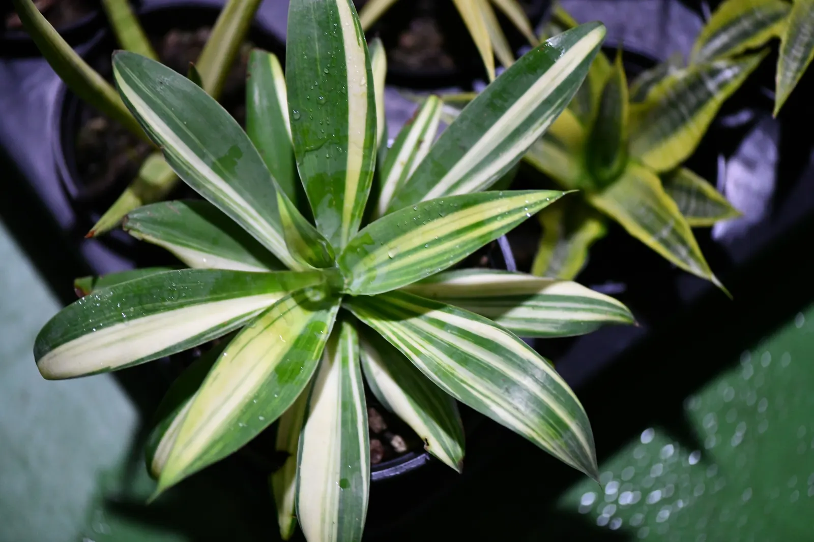 Australian Dracaena (Cordyline Australis) — Mature specimens can reach heights of 20 to 33 feet with a spread of 6 to 10 feet