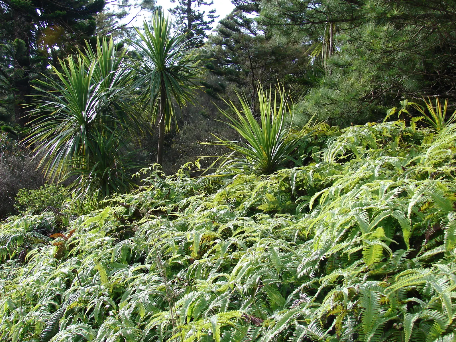 Australian Dracaena (Cordyline Australis) — consider its height and architectural form; sweetly-scented flowers that are a magnet for a variety of, image 92