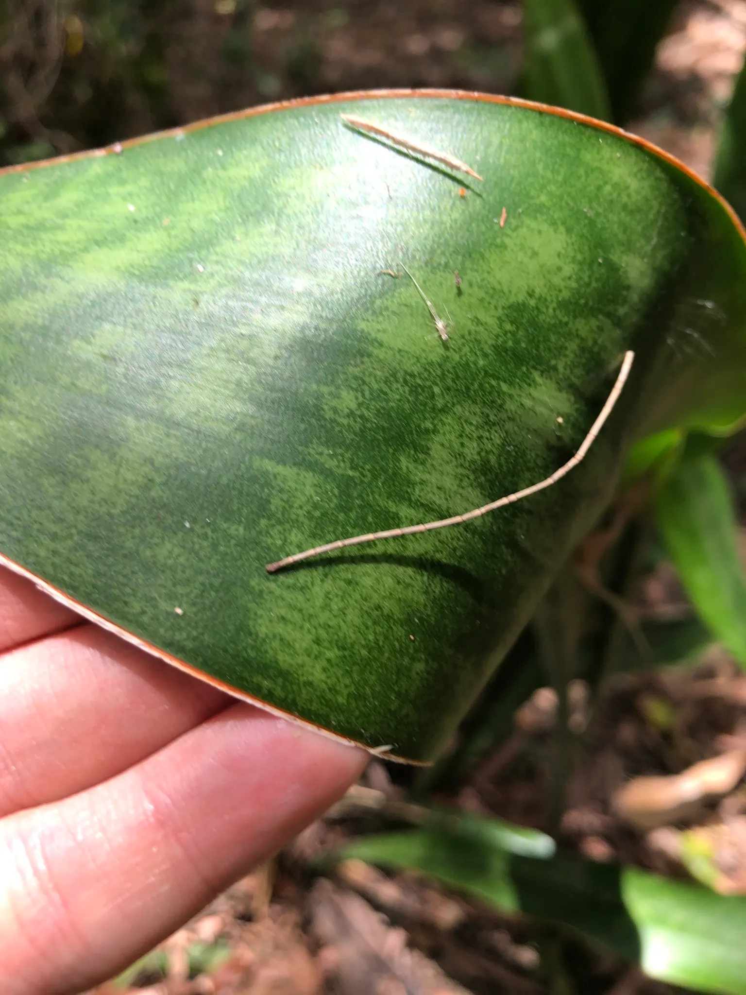 Australian Dracaena (Cordyline Australis) — is an evergreen species that hails from New Zealand; these leaves are typically deep green, image 57