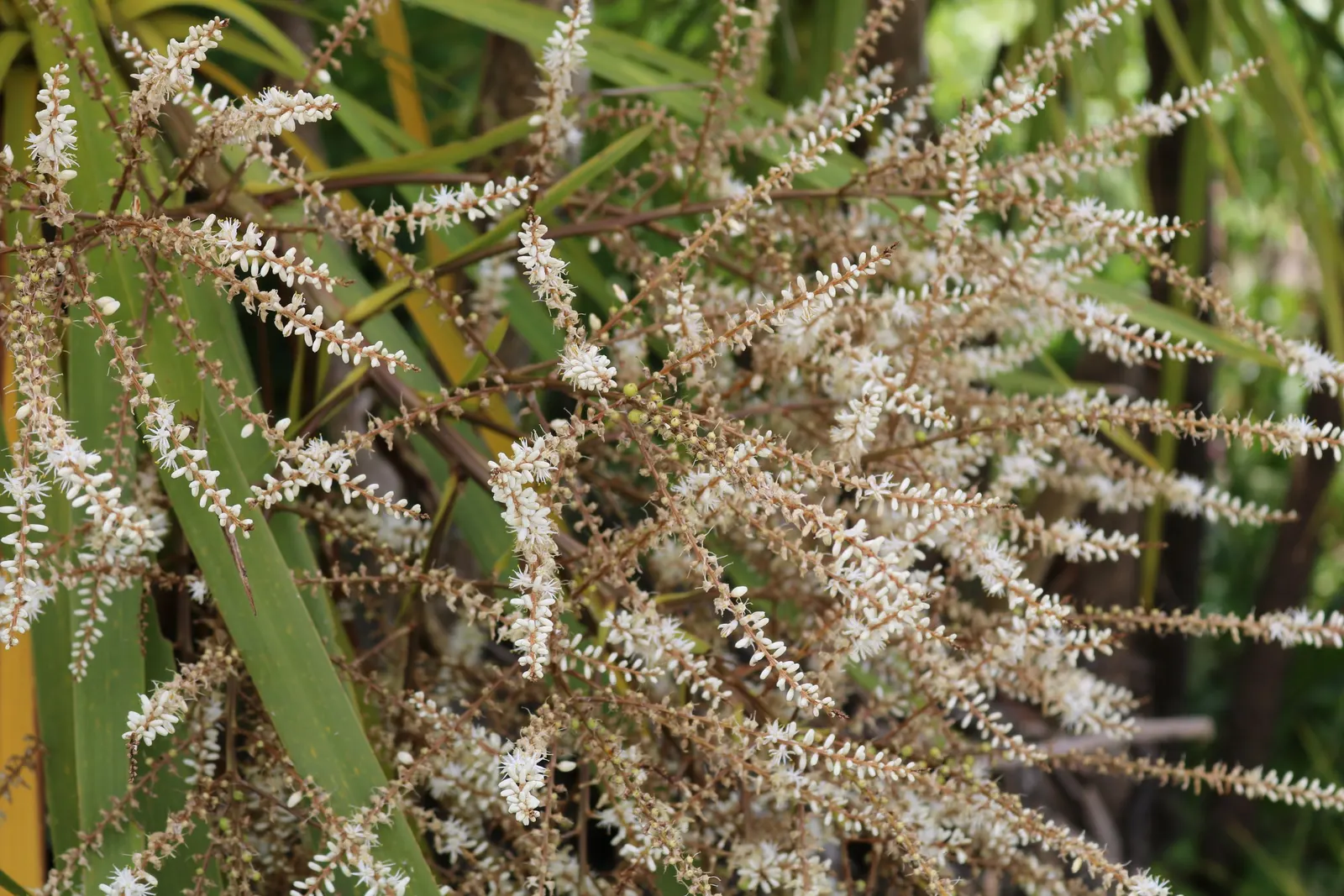Australian Dracaena (Cordyline Australis) — is an evergreen species that hails from New Zealand; these leaves are typically deep green