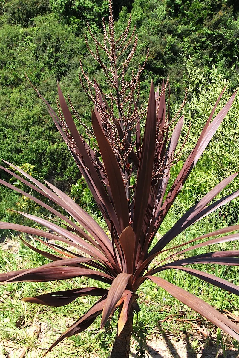 Australian Dracaena (Cordyline Australis) — best suited as a focal point or grouped to create a dramatic effect; tree for full, image 93