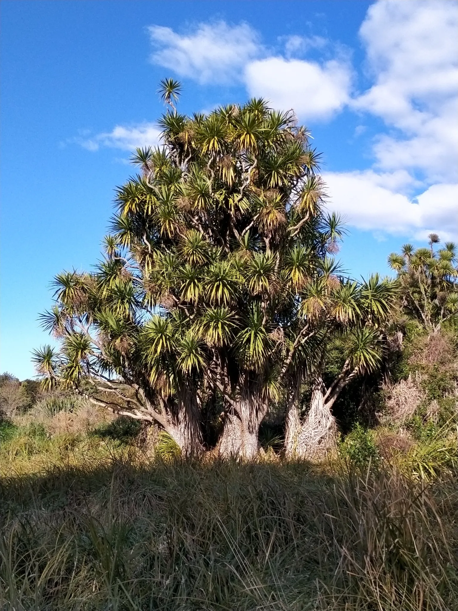 Australian Dracaena (Cordyline Australis) — These leaves are typically deep green; is an evergreen species that hails from New Zealand, image 84