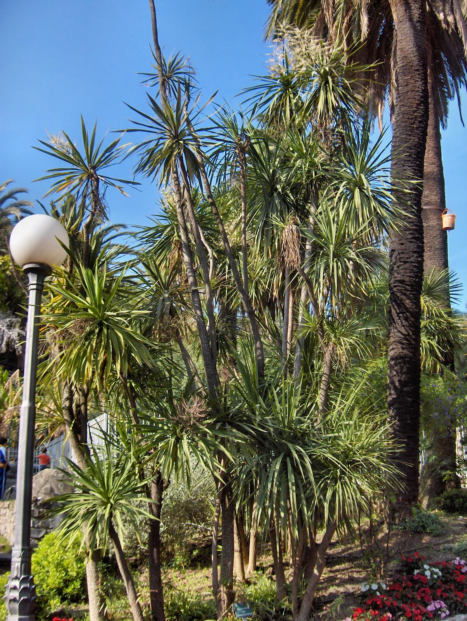 Australian Dracaena (Cordyline Australis) — its sword-shaped leaves create dense bunches atop slender trunks