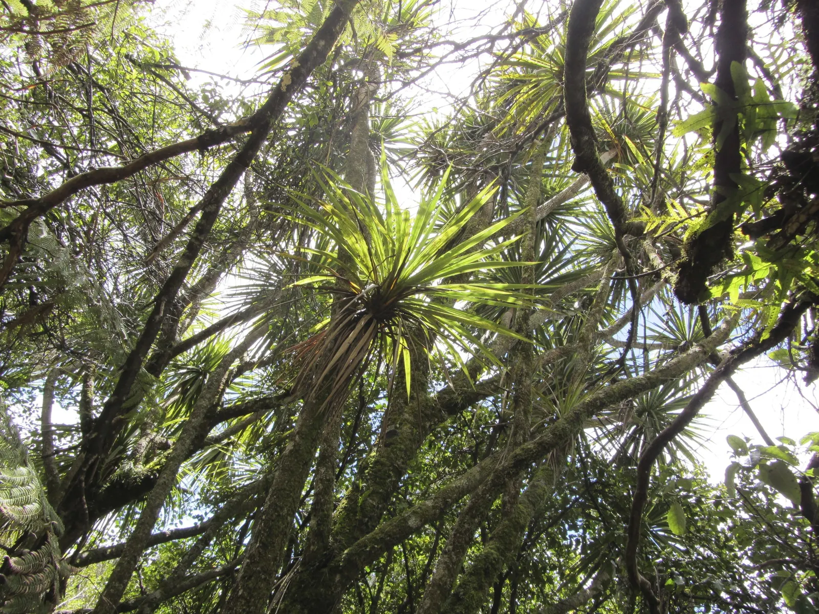 Australian Dracaena (Cordyline Australis) — its sword-shaped leaves create dense bunches atop slender trunks; the Australian Dracaena, or Cordyline australis