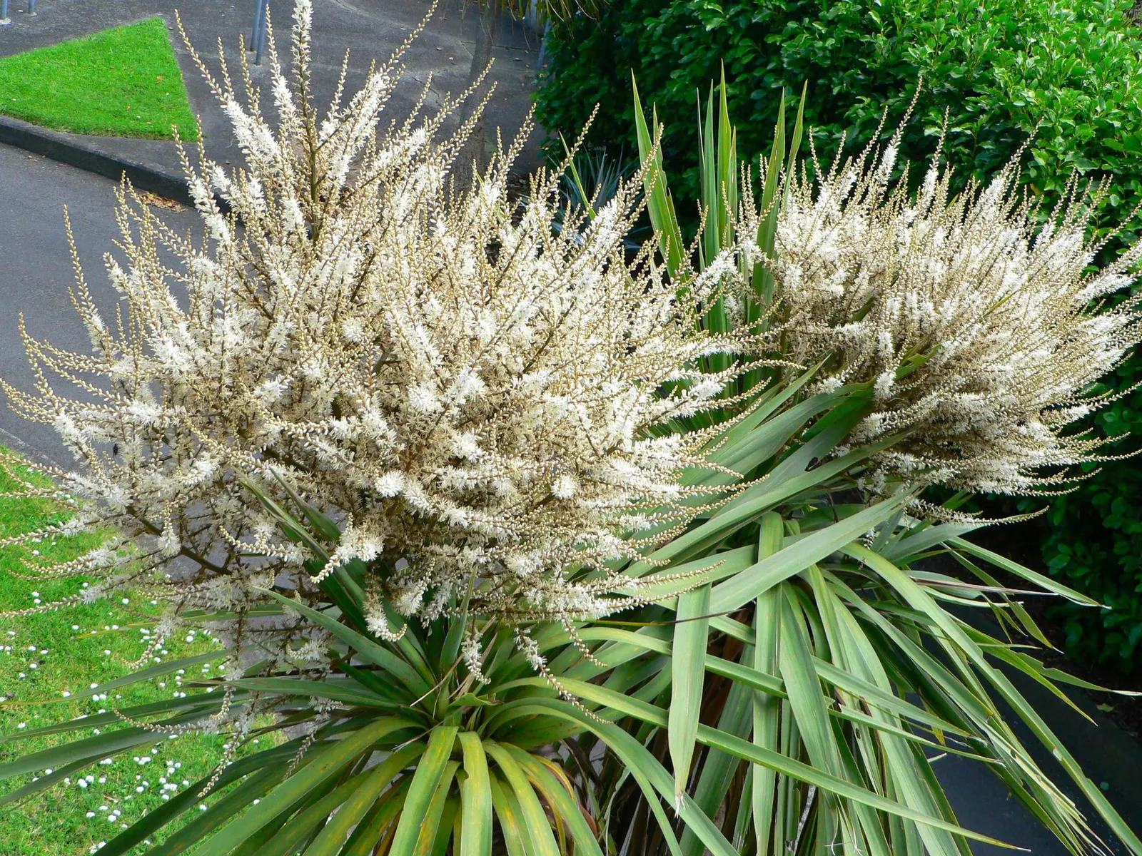 Australian Dracaena (Cordyline Australis) — offering a dramatic vertical emphasis in landscapes