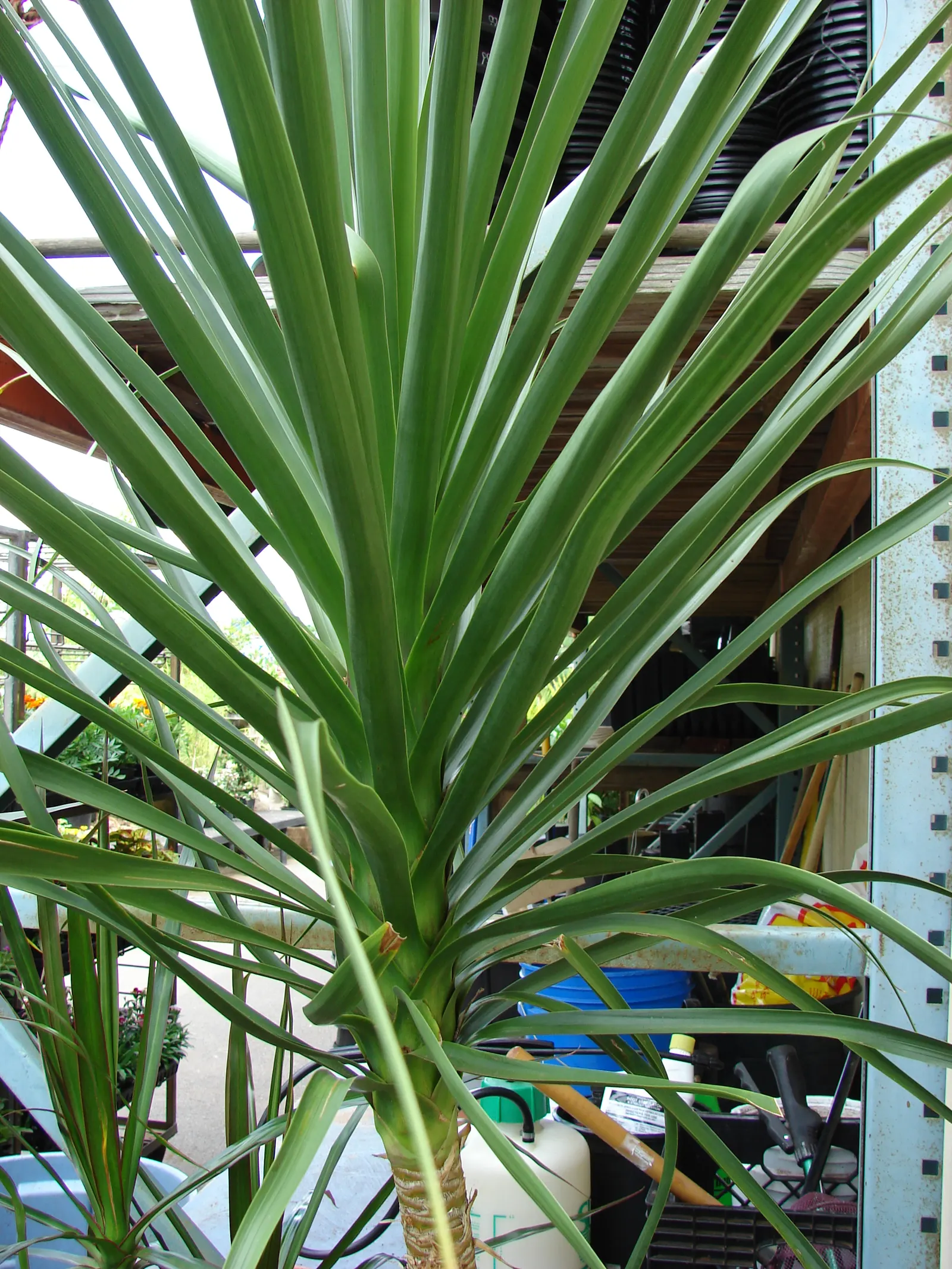 Australian Dracaena (Cordyline Australis) — scientifically known as Cordyline australis and commonly referred to as the Cabbage Tree; offering a, image 56