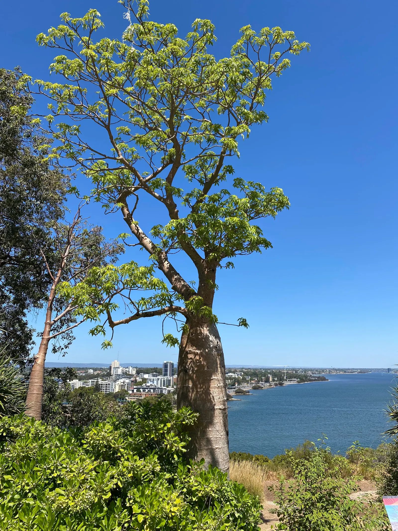 Australian Dracaena (Cordyline Australis) — its sword-shaped leaves create dense bunches atop slender trunks; the Australian Dracaena, or Cordyline, image 100