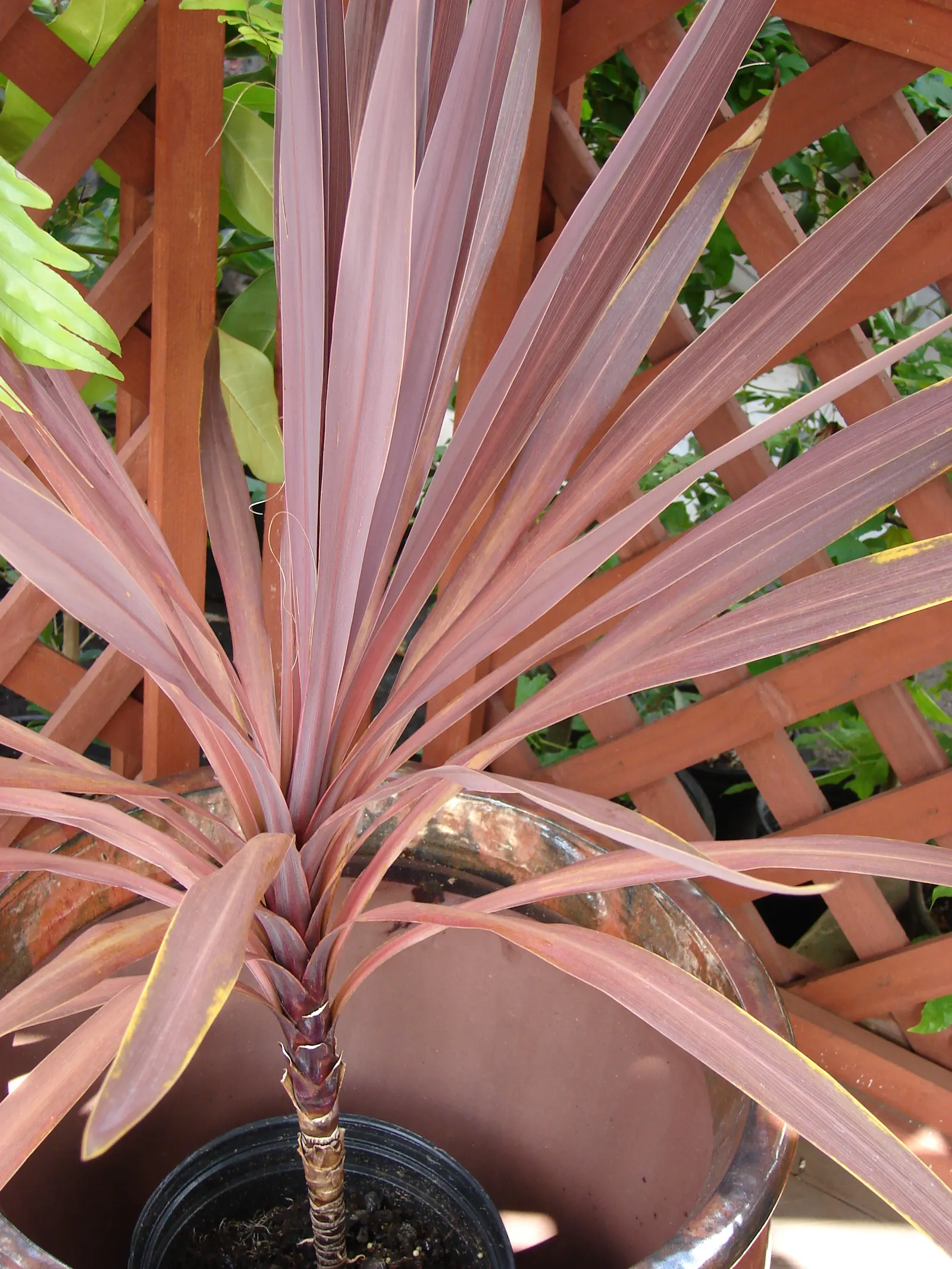 Australian Dracaena (Cordyline Australis) — offering a dramatic vertical emphasis in landscapes; scientifically known as Cordyline australis and, image 101