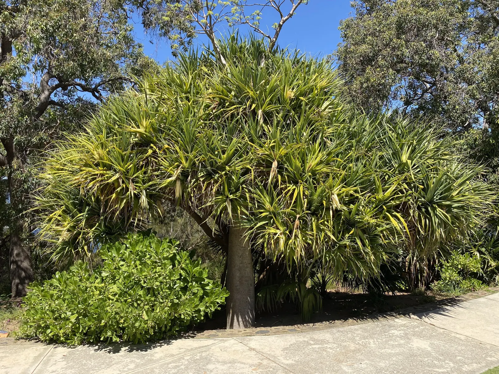 Australian Dracaena (Cordyline Australis) — It thrives in a range of soil types, provided they are well-draining; architecturally impressive, image 90