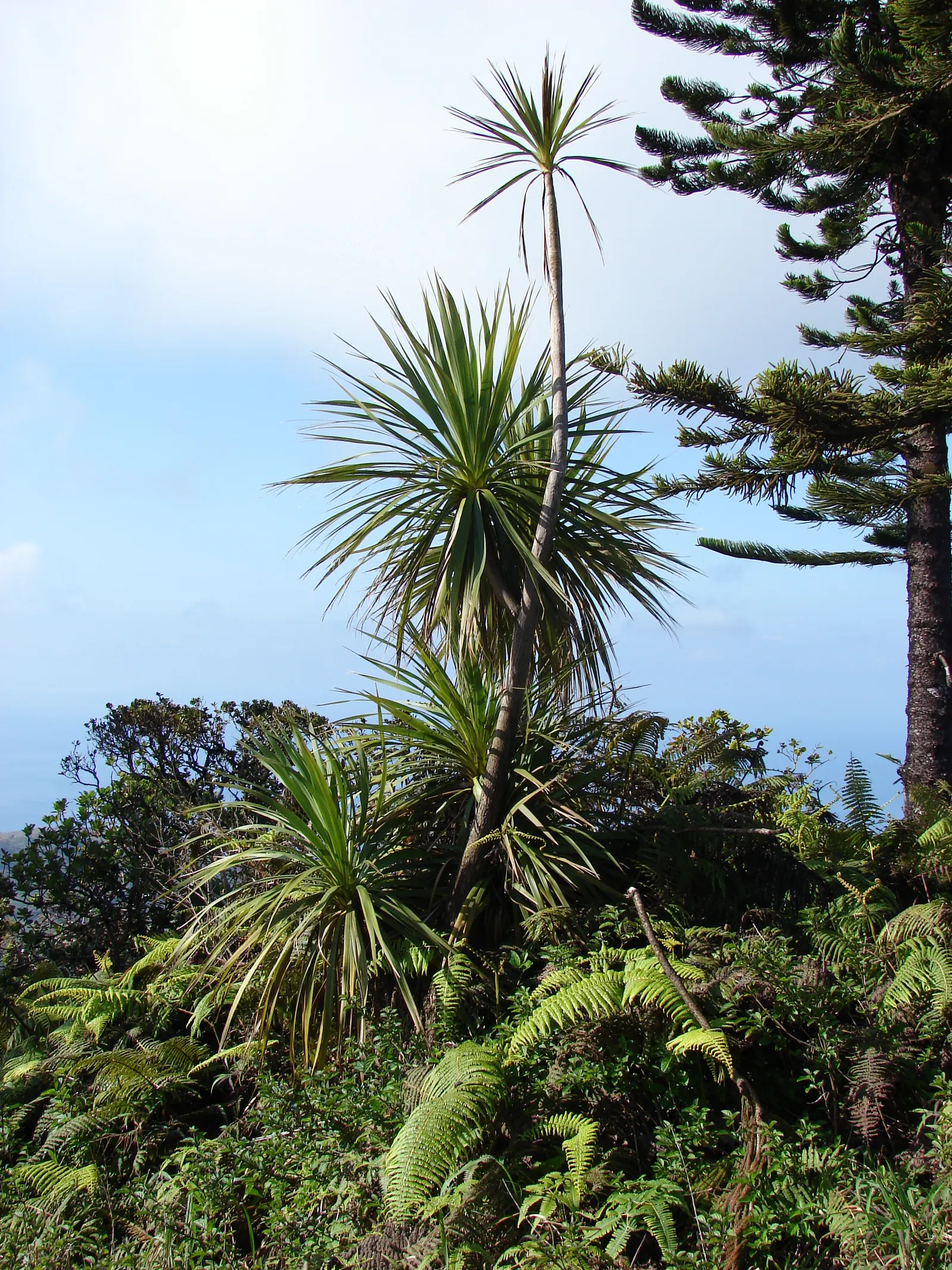 Australian Dracaena (Cordyline Australis) — and can extend about 2 to 3 feet in length and about 3 to 4 inches in width; producing panicles of white, image 61