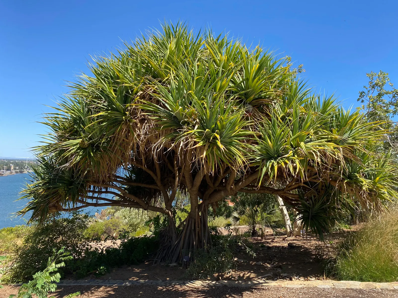 Australian Dracaena (Cordyline Australis) — producing panicles of white