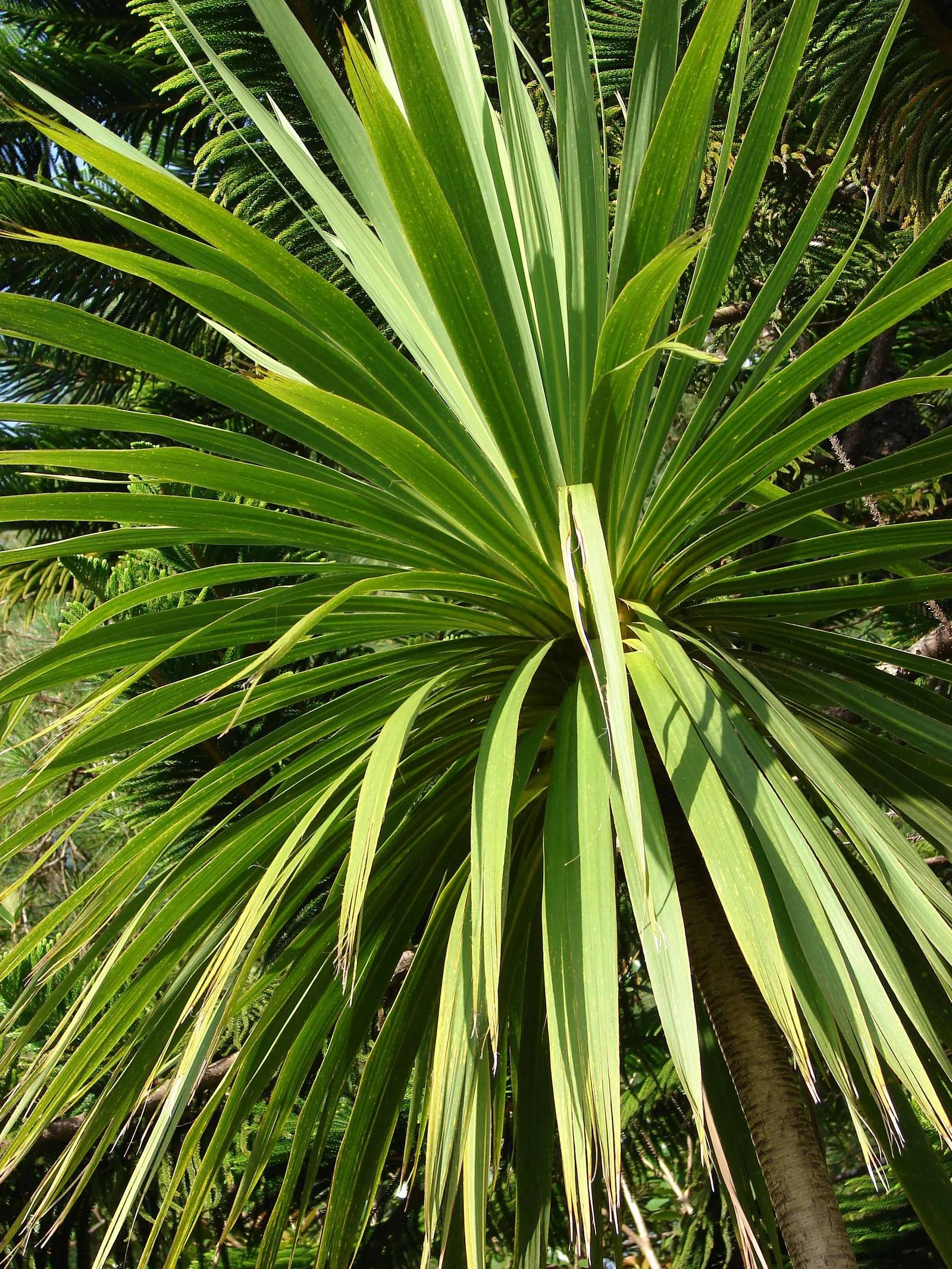Australian Dracaena (Cordyline Australis) — Architecturally impressive; it thrives in a range of soil types, provided they are well-draining, image 99