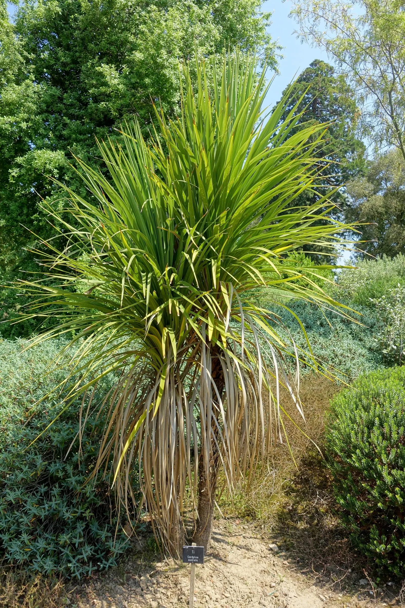 Australian Dracaena (Cordyline Australis) — tree with white blooms; the leaves' arching nature forms an elegant canopy approximately 6 to 10 feet, image 95