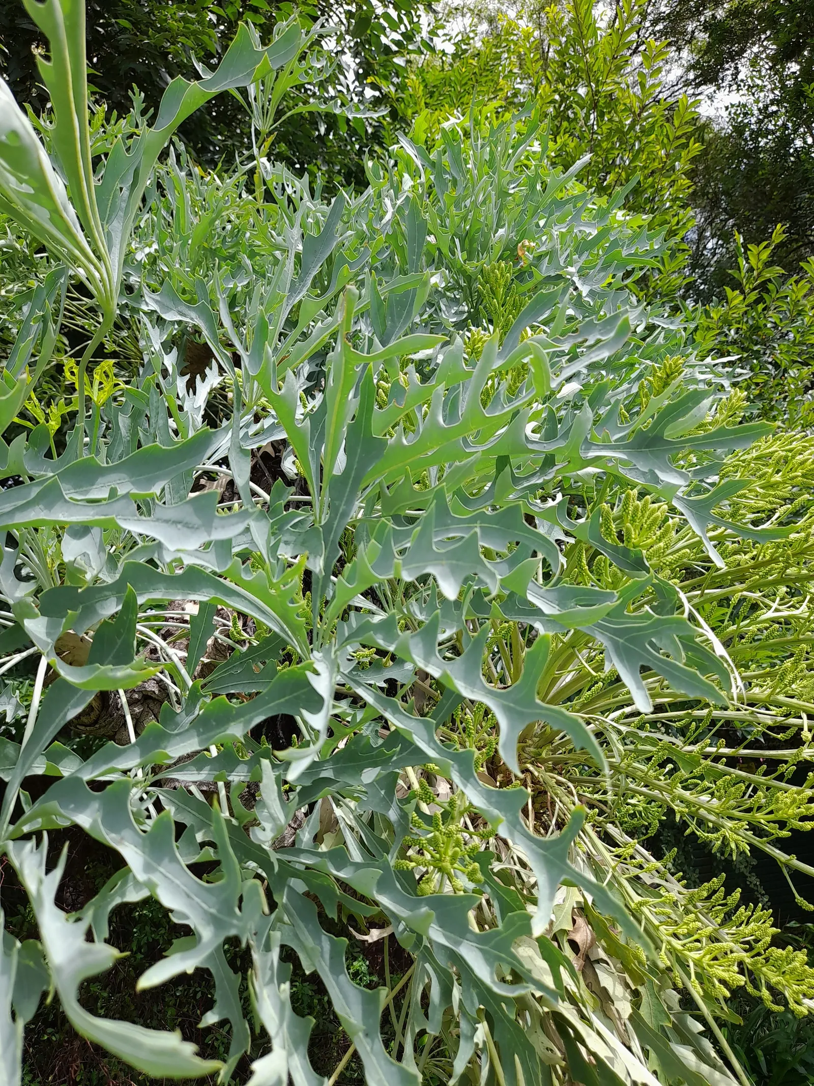 Australian Dracaena (Cordyline Australis) — white flowers in the garden; drought tolerance increases with maturity