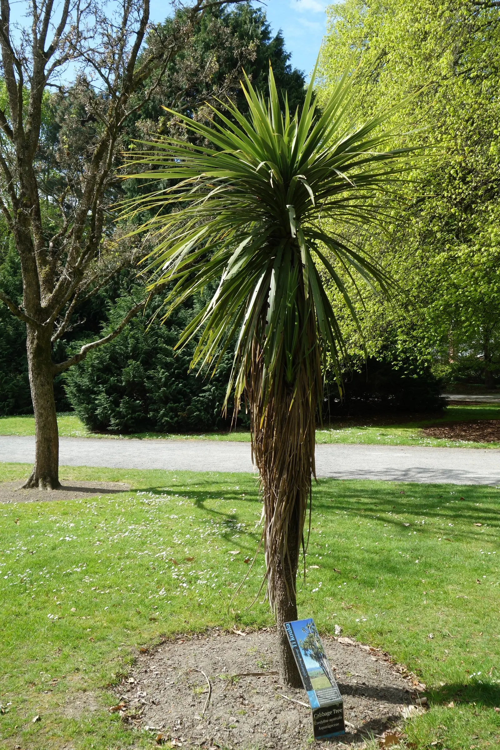 Australian Dracaena (Cordyline Australis) — sweetly-scented flowers that are a magnet for a variety of pollinators; consider its height and, image 89