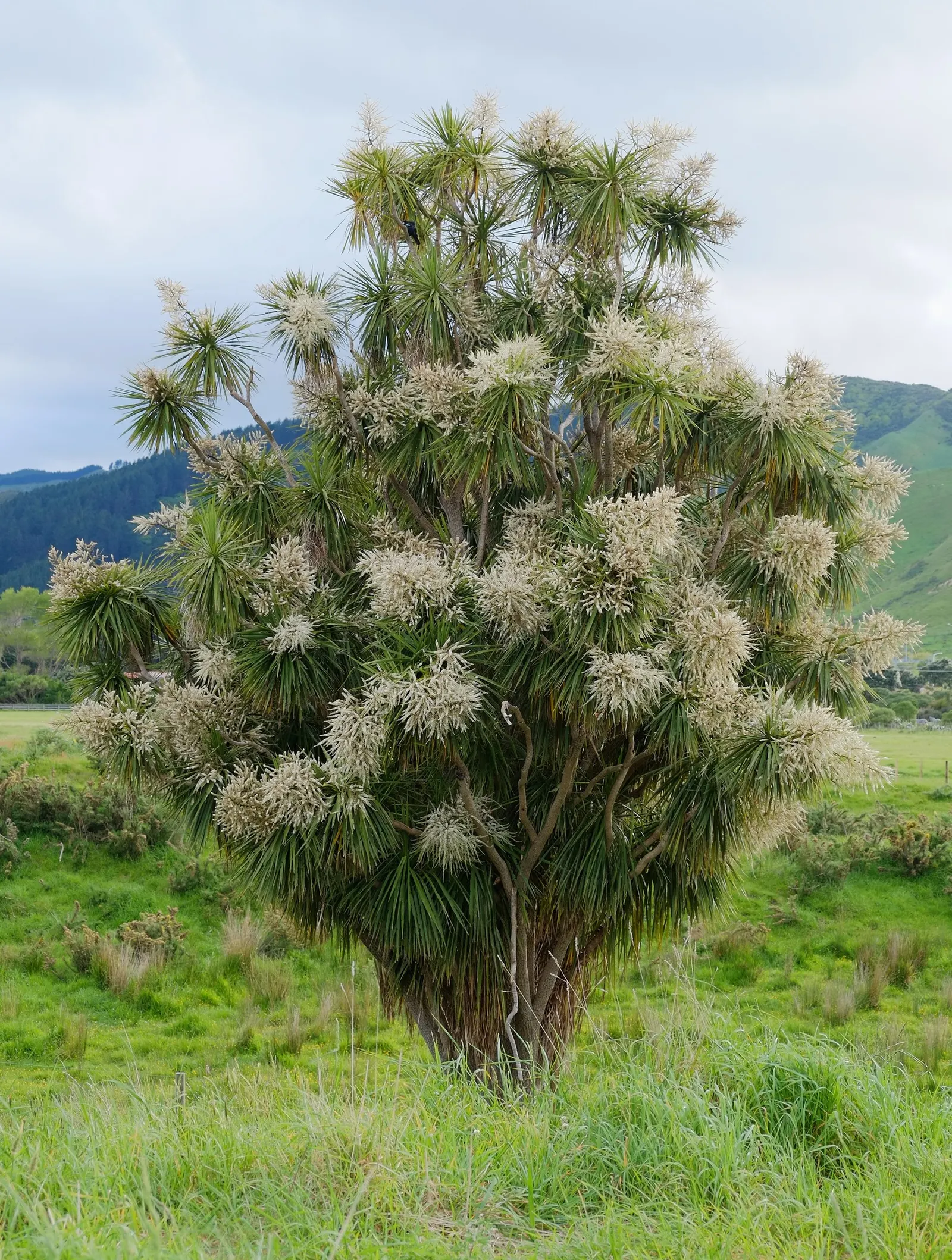 Australian Dracaena (Cordyline Australis) — offering a dramatic vertical emphasis in landscapes; scientifically known as Cordyline australis and, image 77