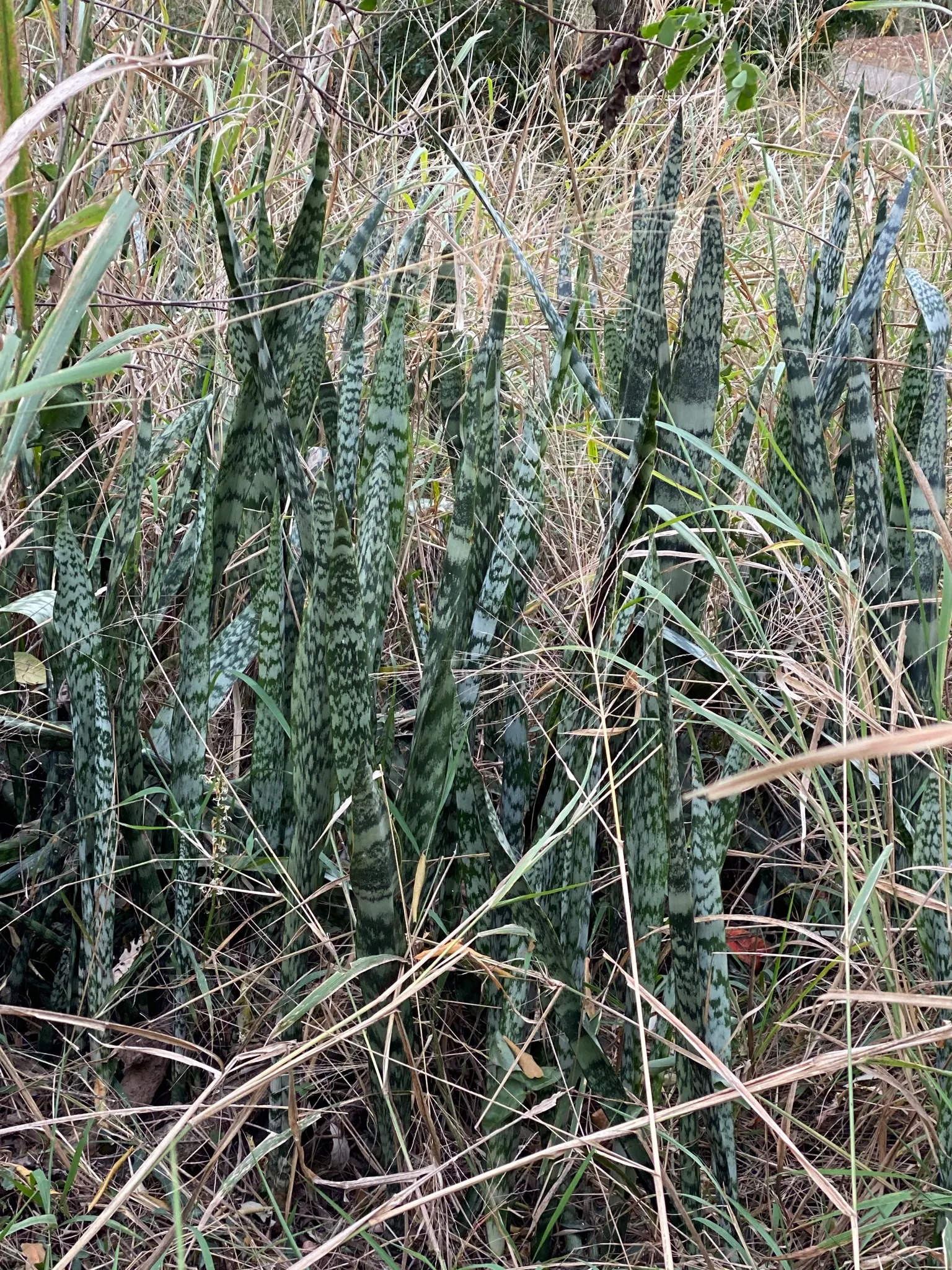 Australian Dracaena (Cordyline Australis) — Mature specimens can reach heights of 20 to 33 feet with a spread of 6 to 10 feet; blade-like leaves gracefully