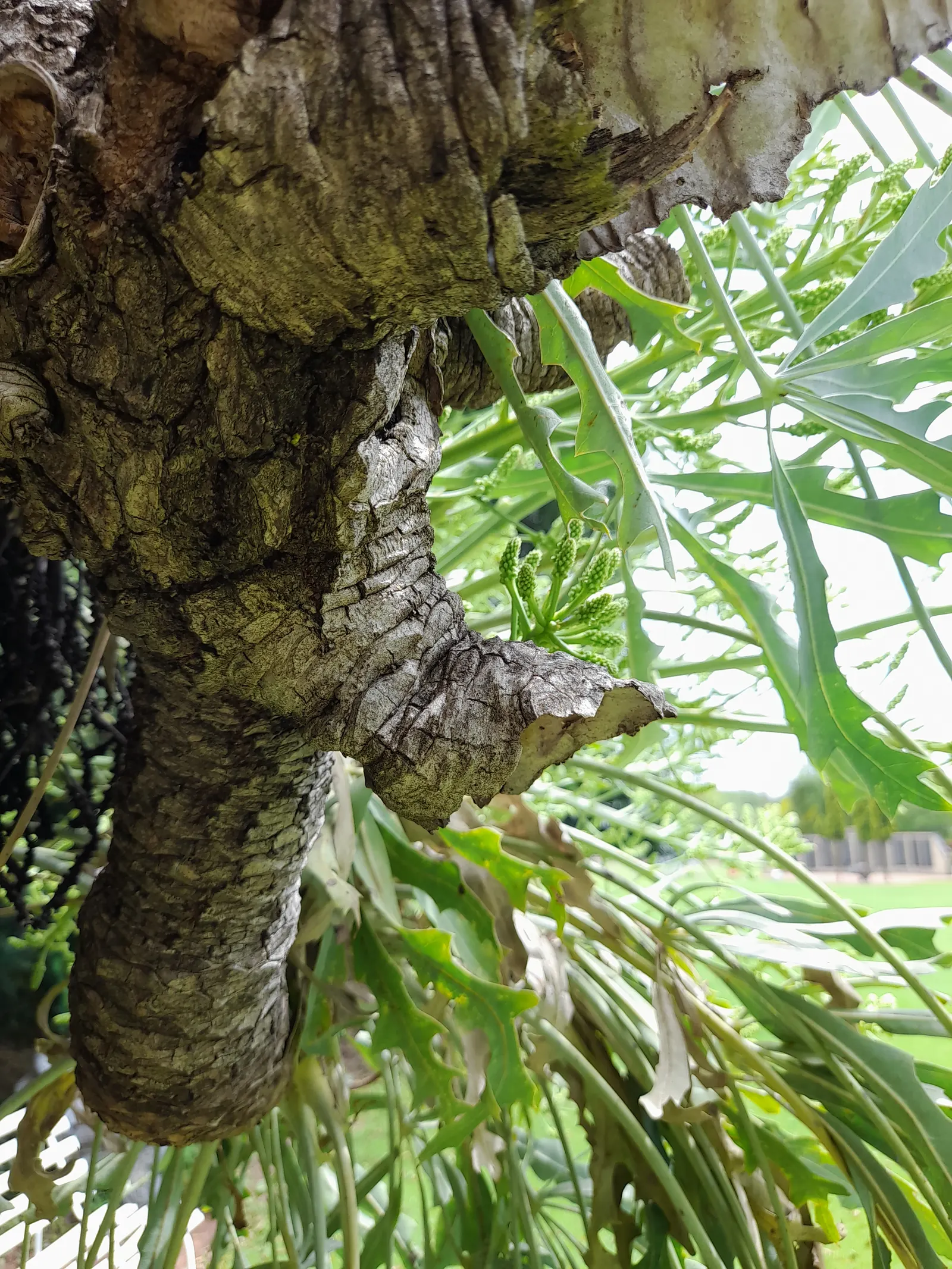 Australian Dracaena (Cordyline Australis) — tree with white blooms