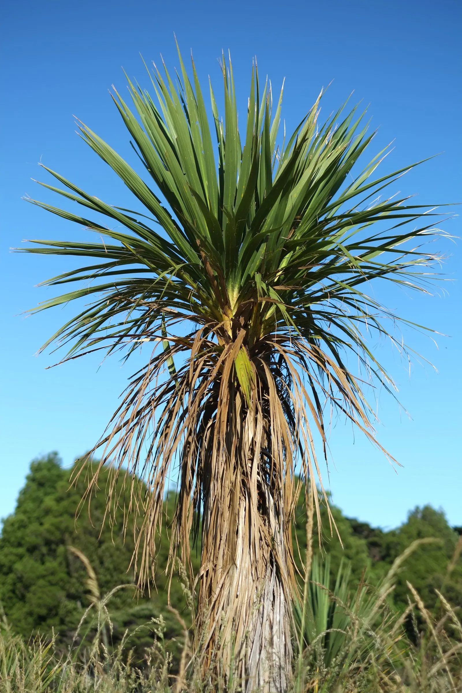 Australian Dracaena (Cordyline Australis) — consider its height and architectural form; sweetly-scented flowers that are a magnet for a variety of, image 68