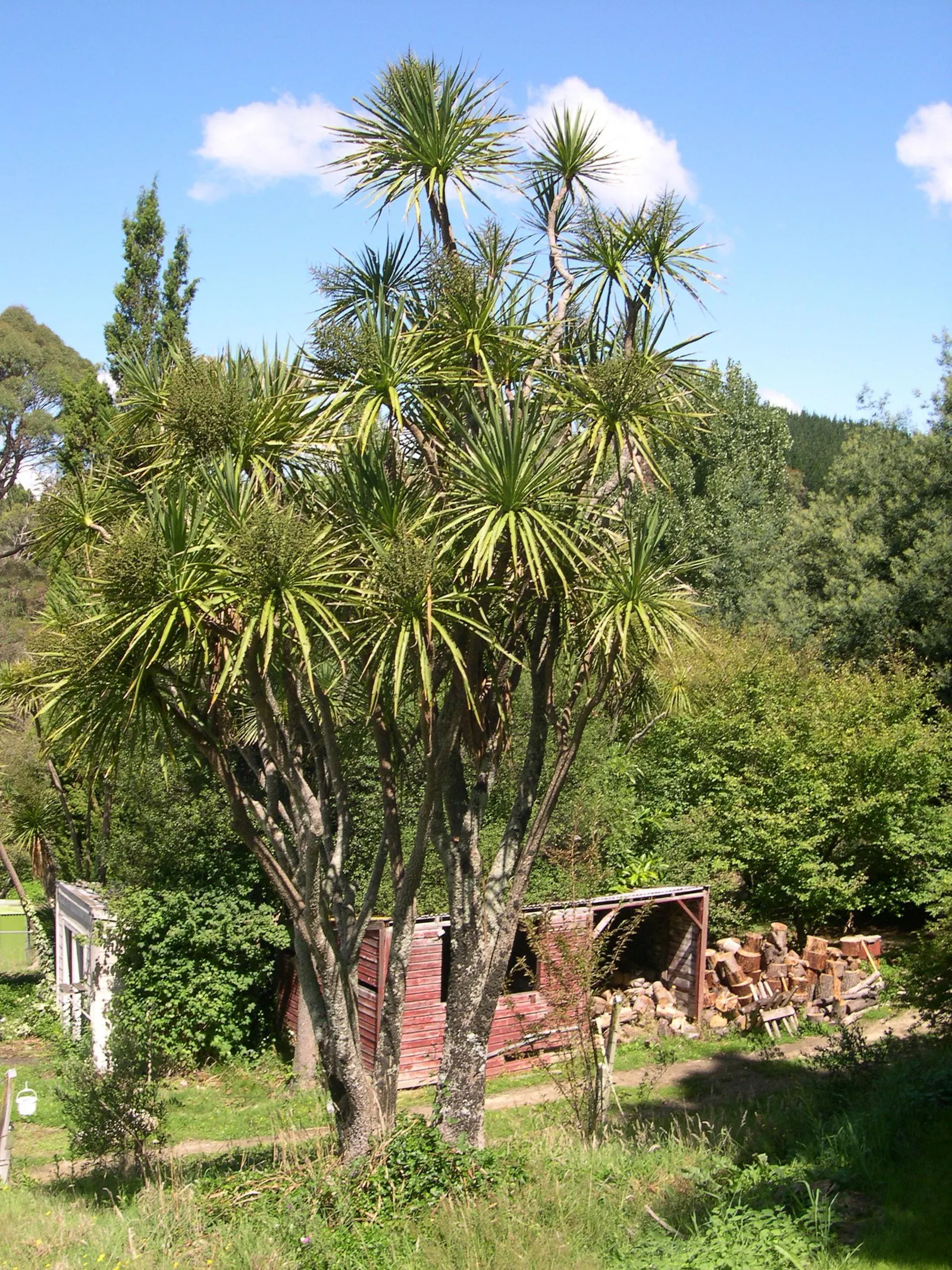 Australian Dracaena (Cordyline Australis) — and can extend about 2 to 3 feet in length and about 3 to 4 inches in width; producing panicles of white, image 85