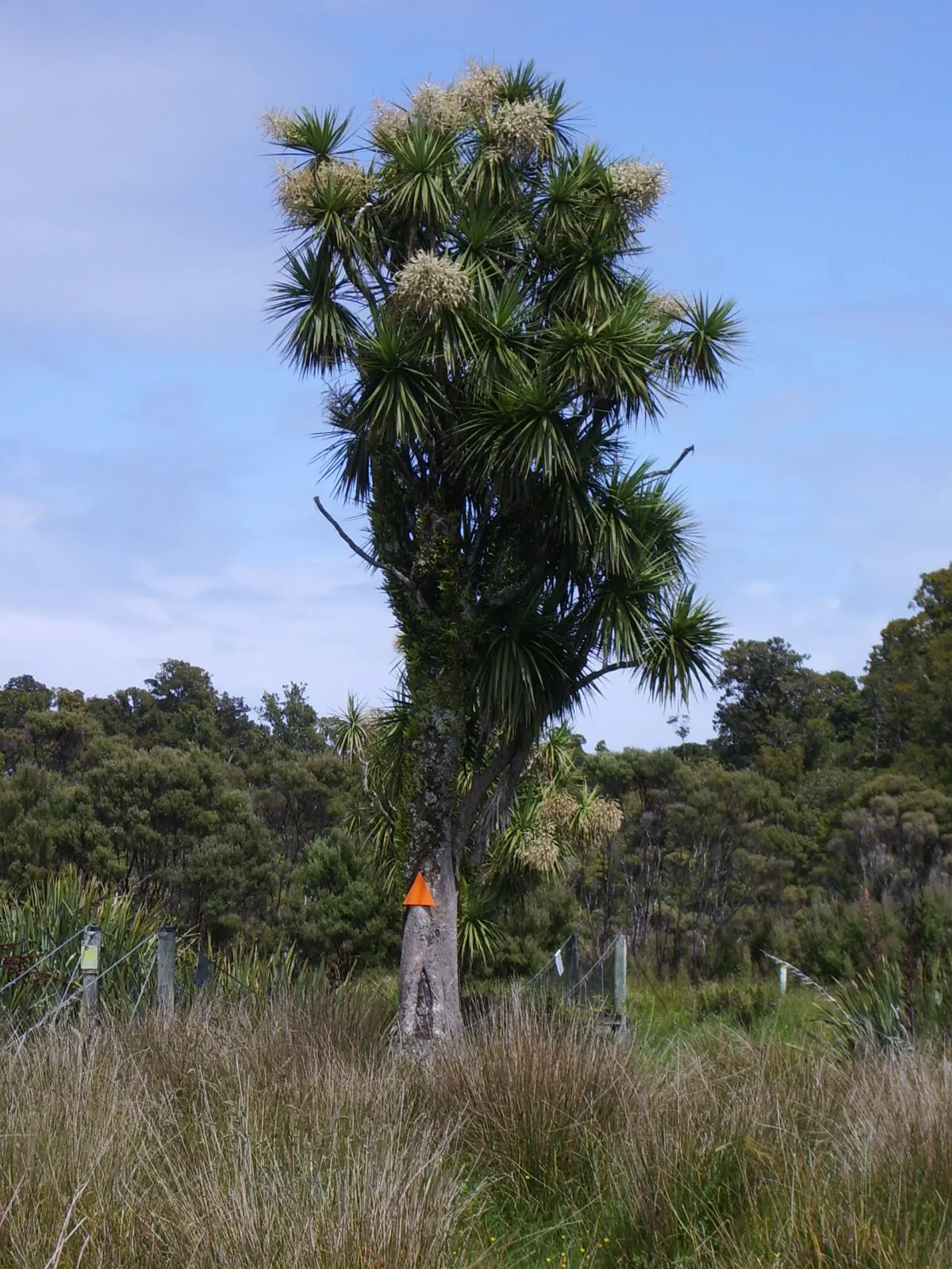 Australian Dracaena (Cordyline Australis) — These leaves are typically deep green; is an evergreen species that hails from New Zealand