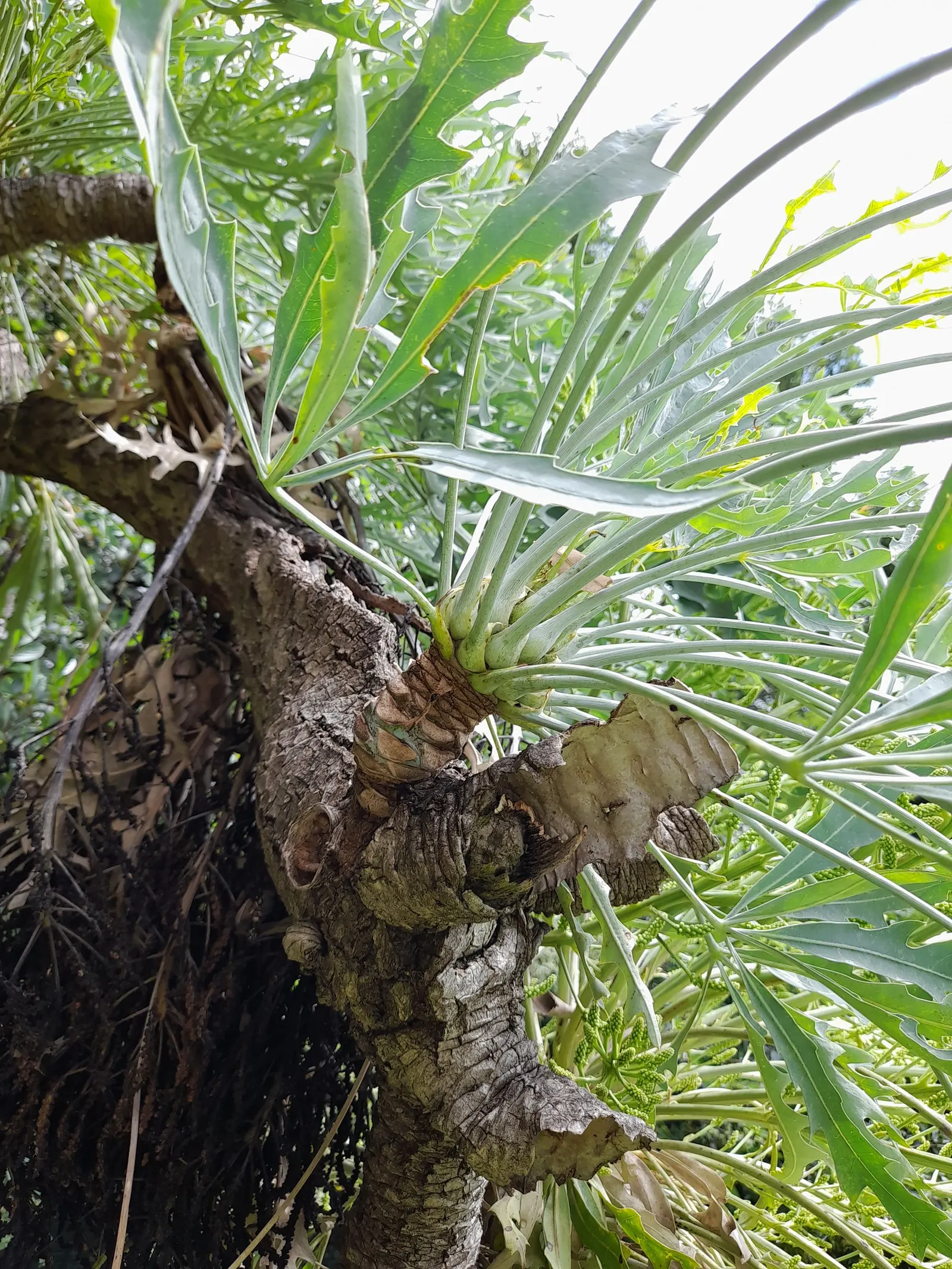 Australian Dracaena (Cordyline Australis) — its sword-shaped leaves create dense bunches atop slender trunks; the Australian Dracaena, or Cordyline, image 52