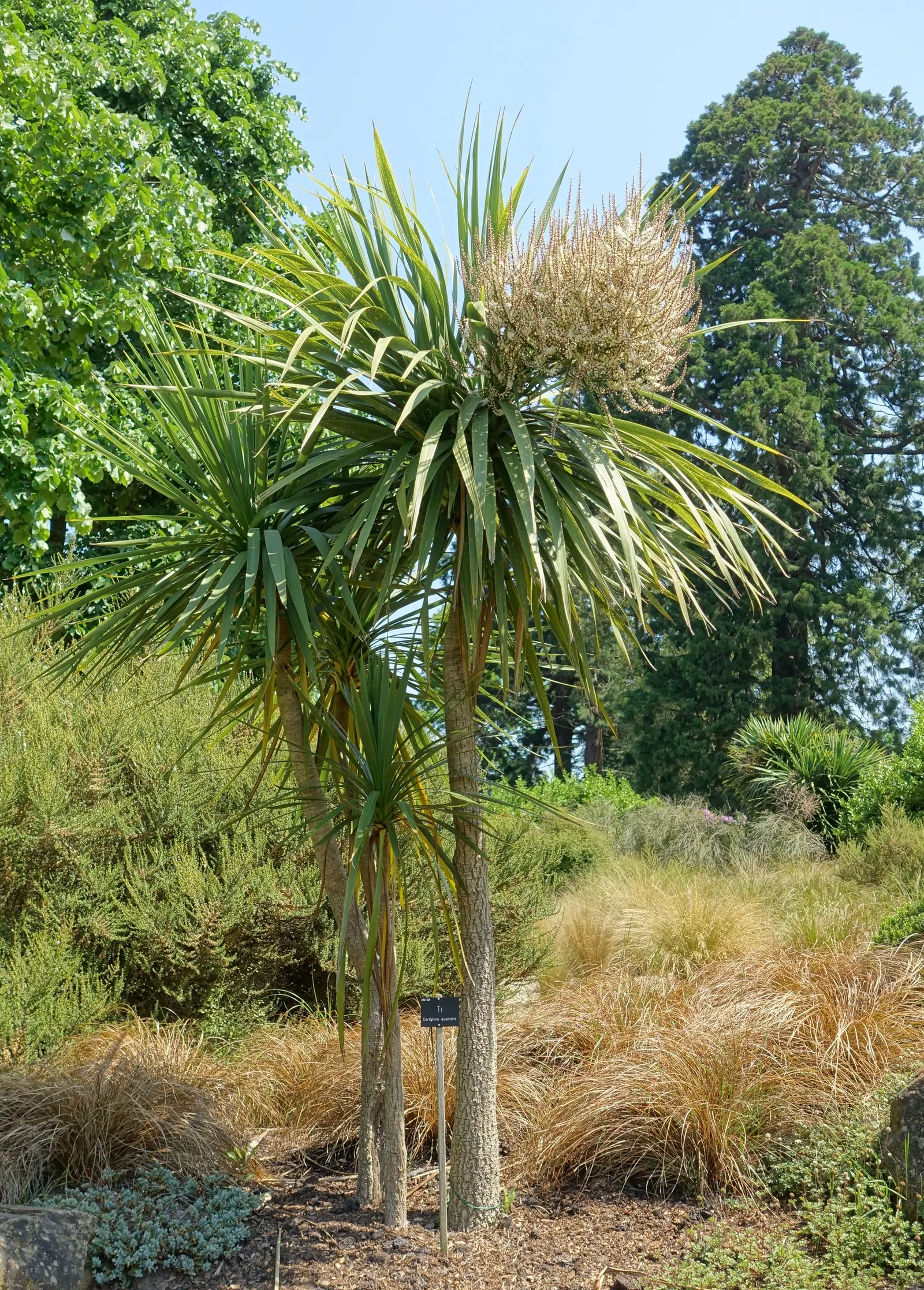 Australian Dracaena (Cordyline Australis) — scientifically known as Cordyline australis and commonly referred to as the Cabbage Tree; offering a, image 104