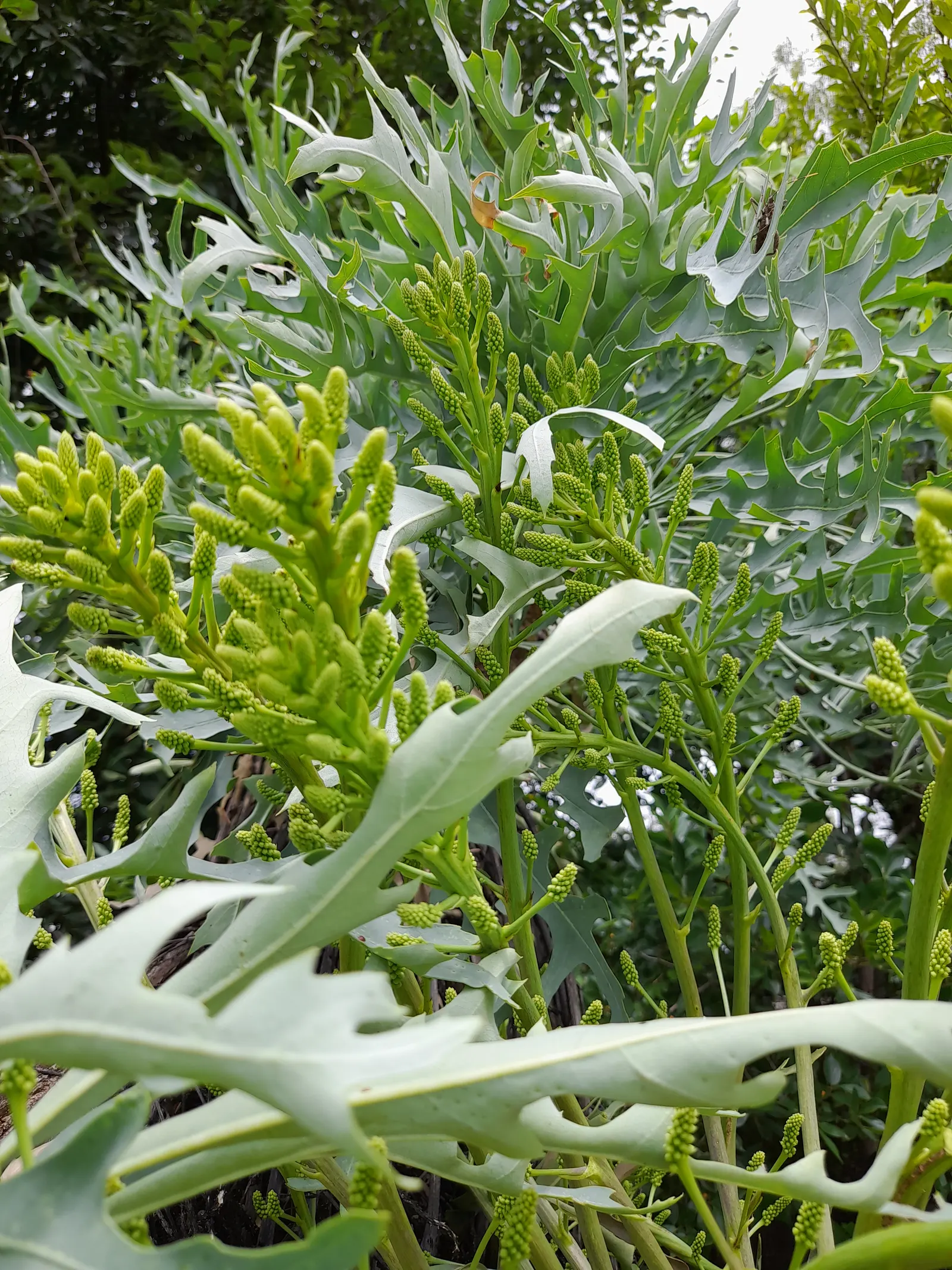 Australian Dracaena (Cordyline Australis) — bringing striking vertical interest to any landscape design; the Australian Dracaena is reasonably, image 58
