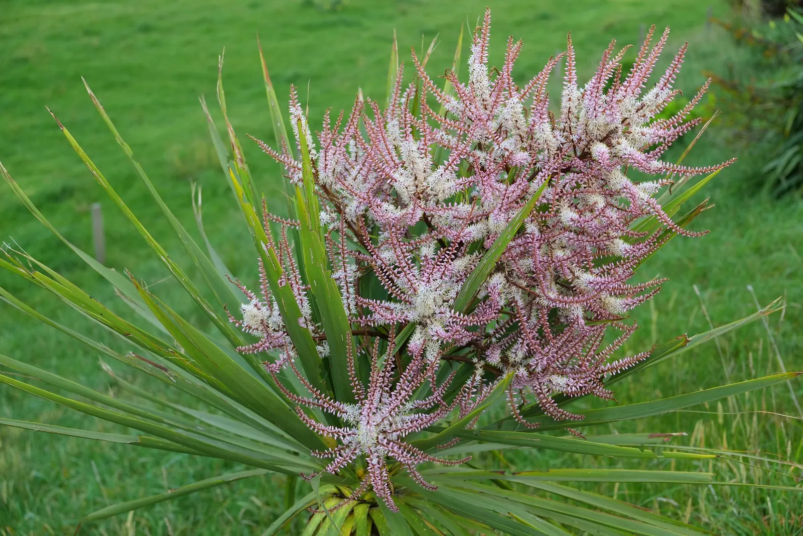 Australian Dracaena (Cordyline Australis) — Drought tolerance increases with maturity; white flowers in the garden, image 79