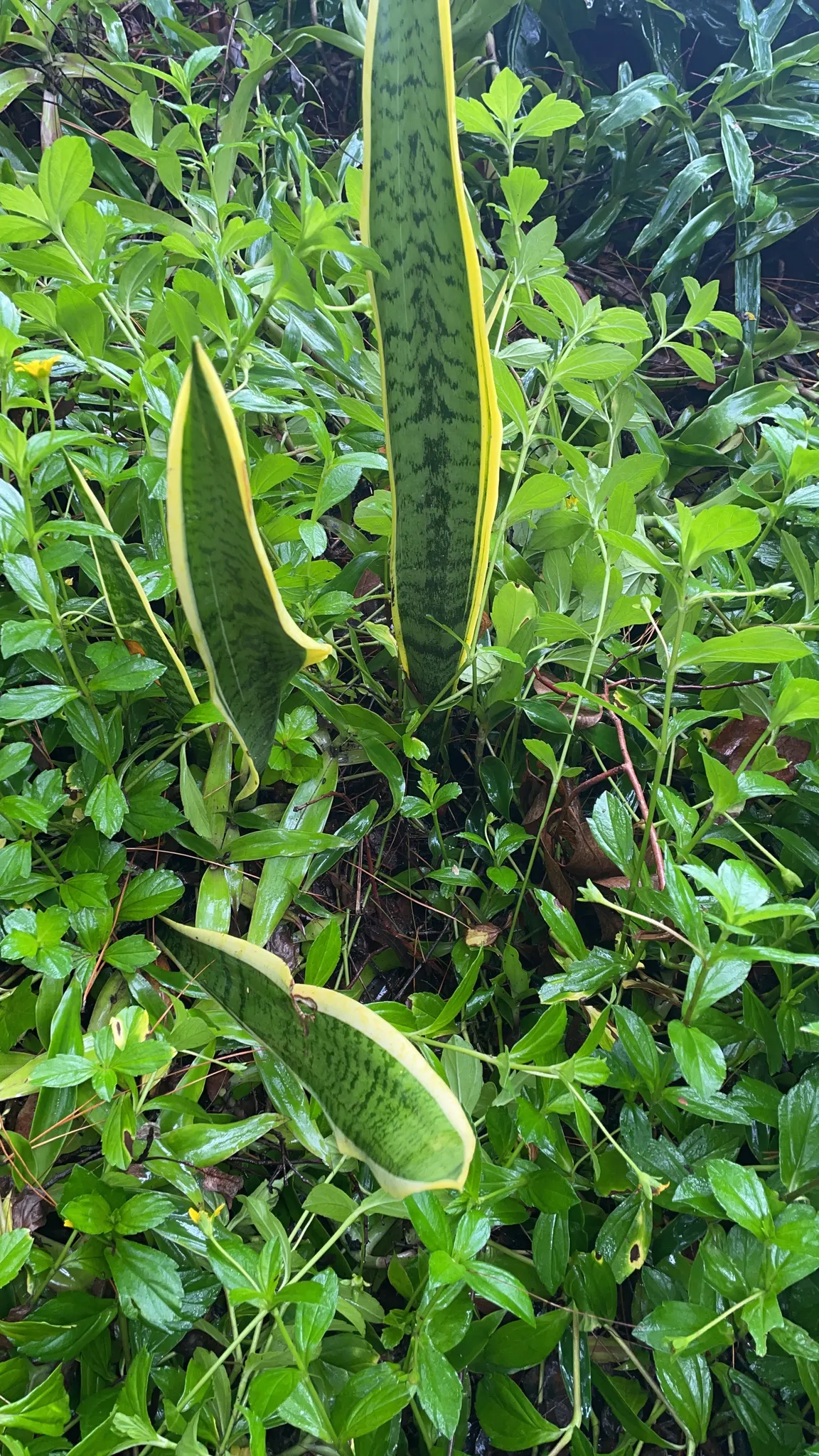 Australian Dracaena (Cordyline Australis) — and can extend about 2 to 3 feet in length and about 3 to 4 inches in width