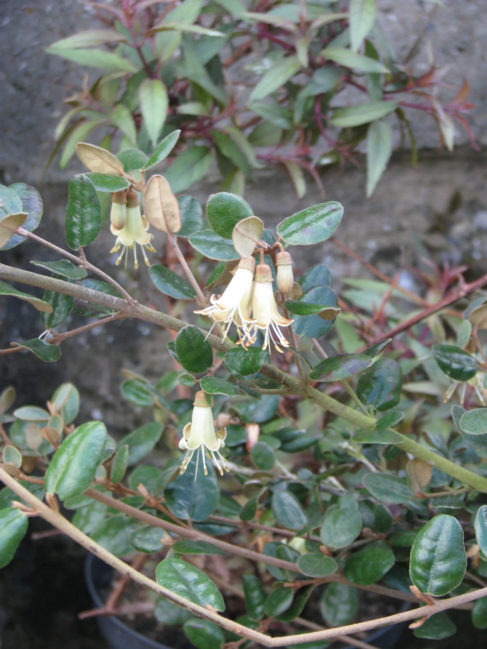 Coastal Correa (Correa Backhouseana) — It typically reaches 3-6 feet in height and width