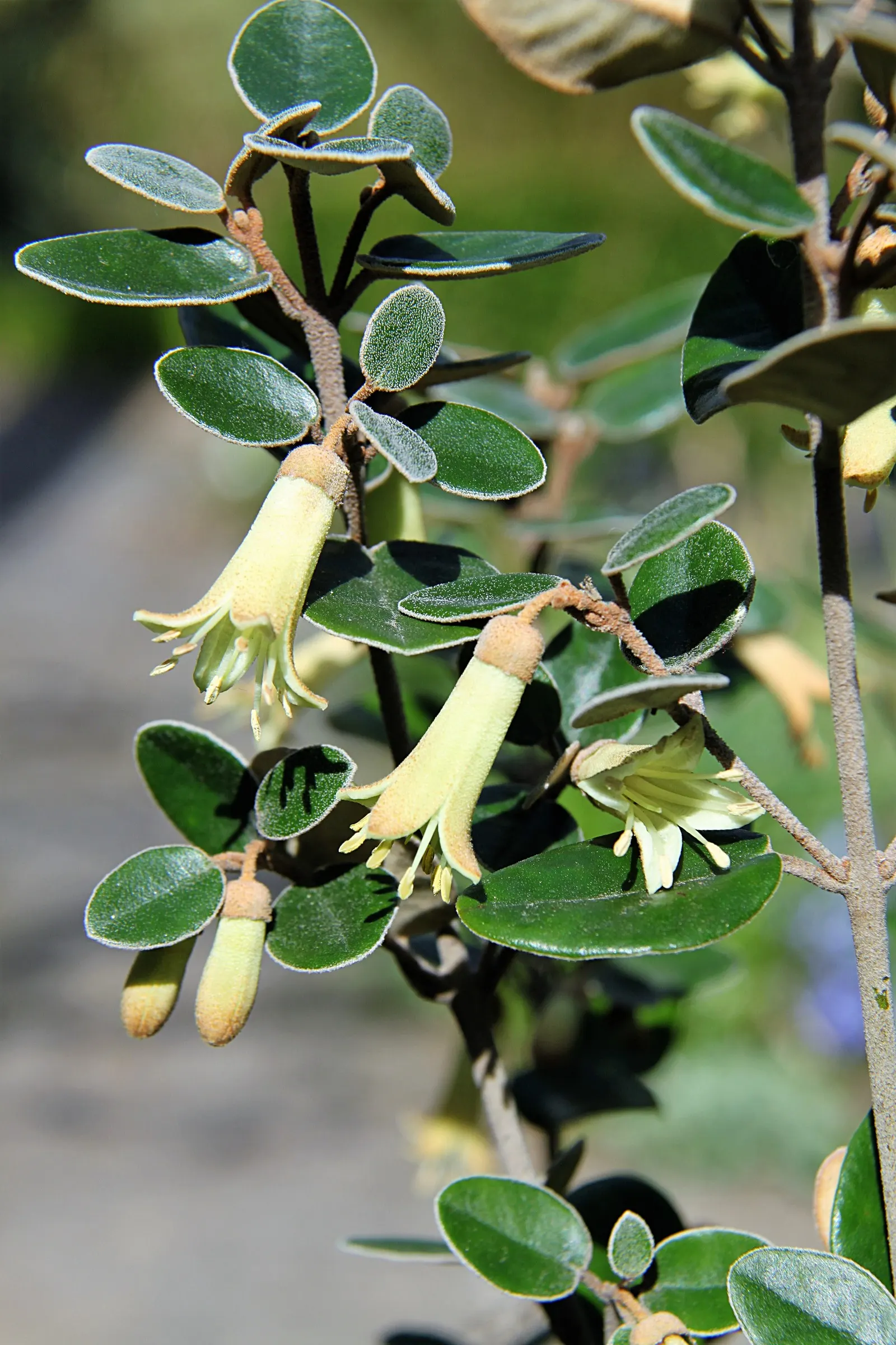 Coastal Correa (Correa Backhouseana) — is an evergreen shrub native to Australia