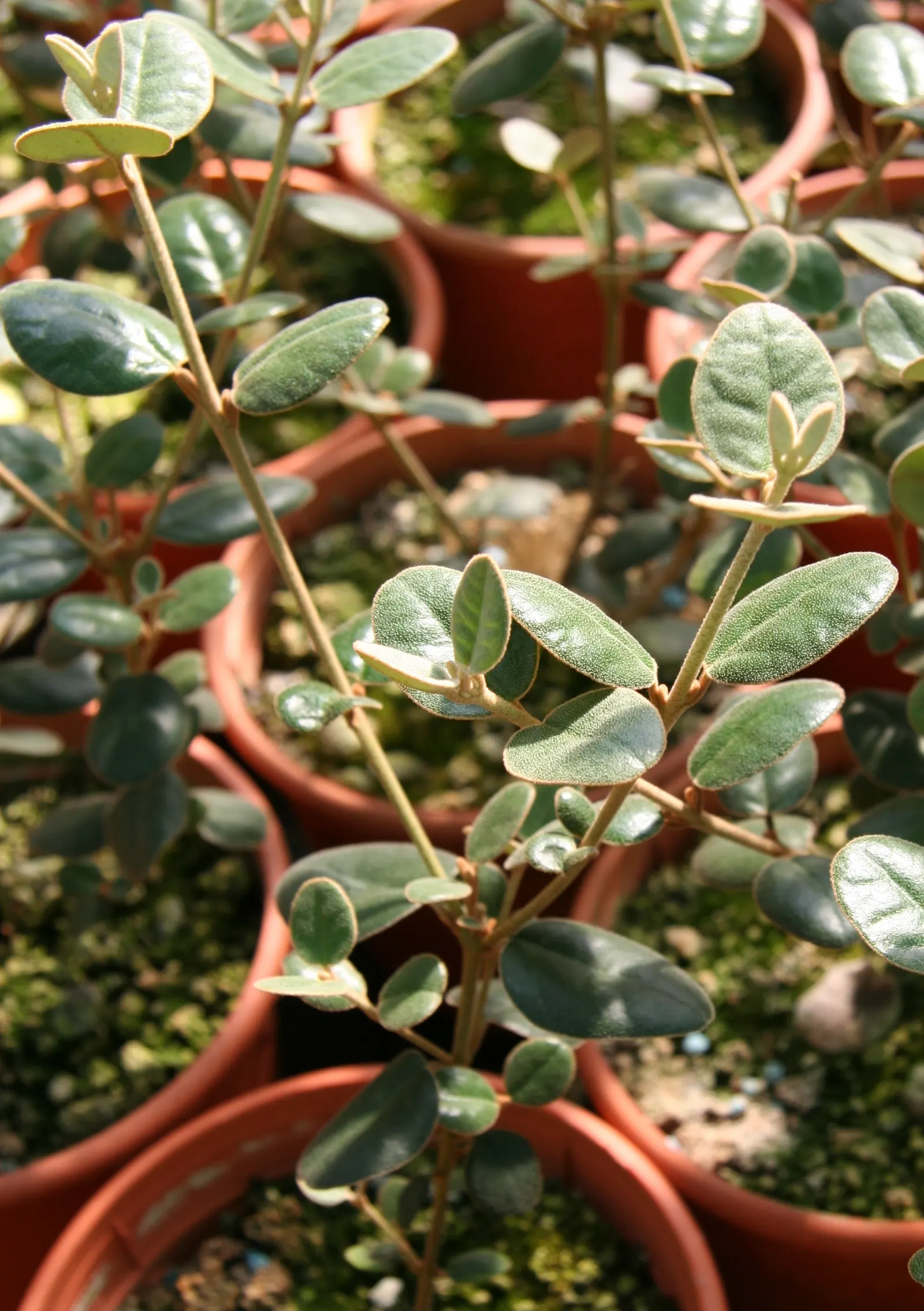 Coastal Correa (Correa Backhouseana) — This low-maintenance plant prefers well-drained soils and partial to full shade