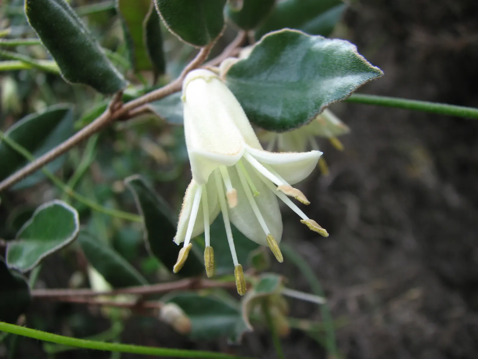 Coastal Correa (Correa Backhouseana) — scientifically known as Correa backhouseana