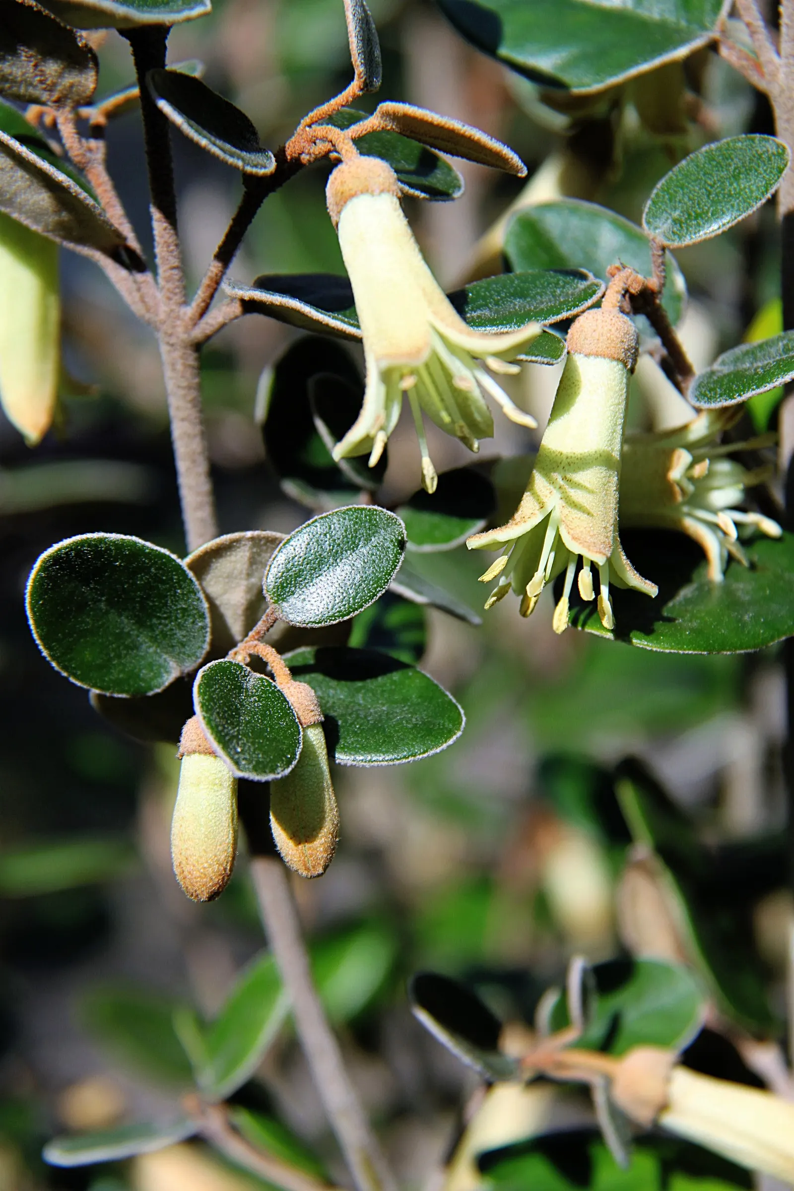 Coastal Correa (Correa Backhouseana) — creamy-yellow to green blooms against dark green leaves from fall to winter