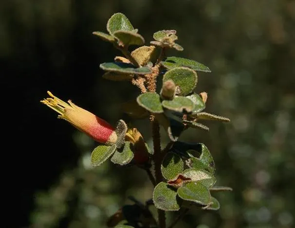 Coastal Correa (Correa Backhouseana) — Attracts hummingbirds and tolerates coastal conditions