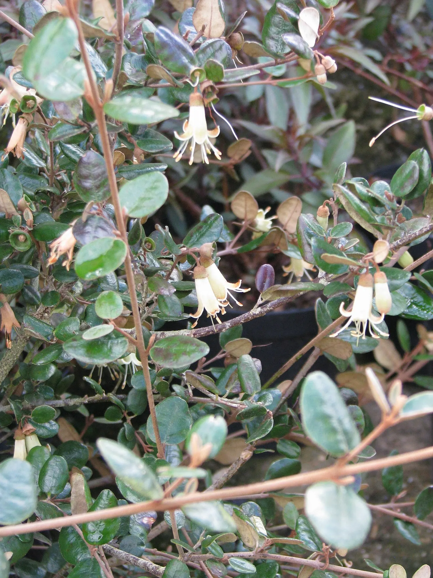 Coastal Correa (Correa Backhouseana) — glossy green with a slightly furry texture