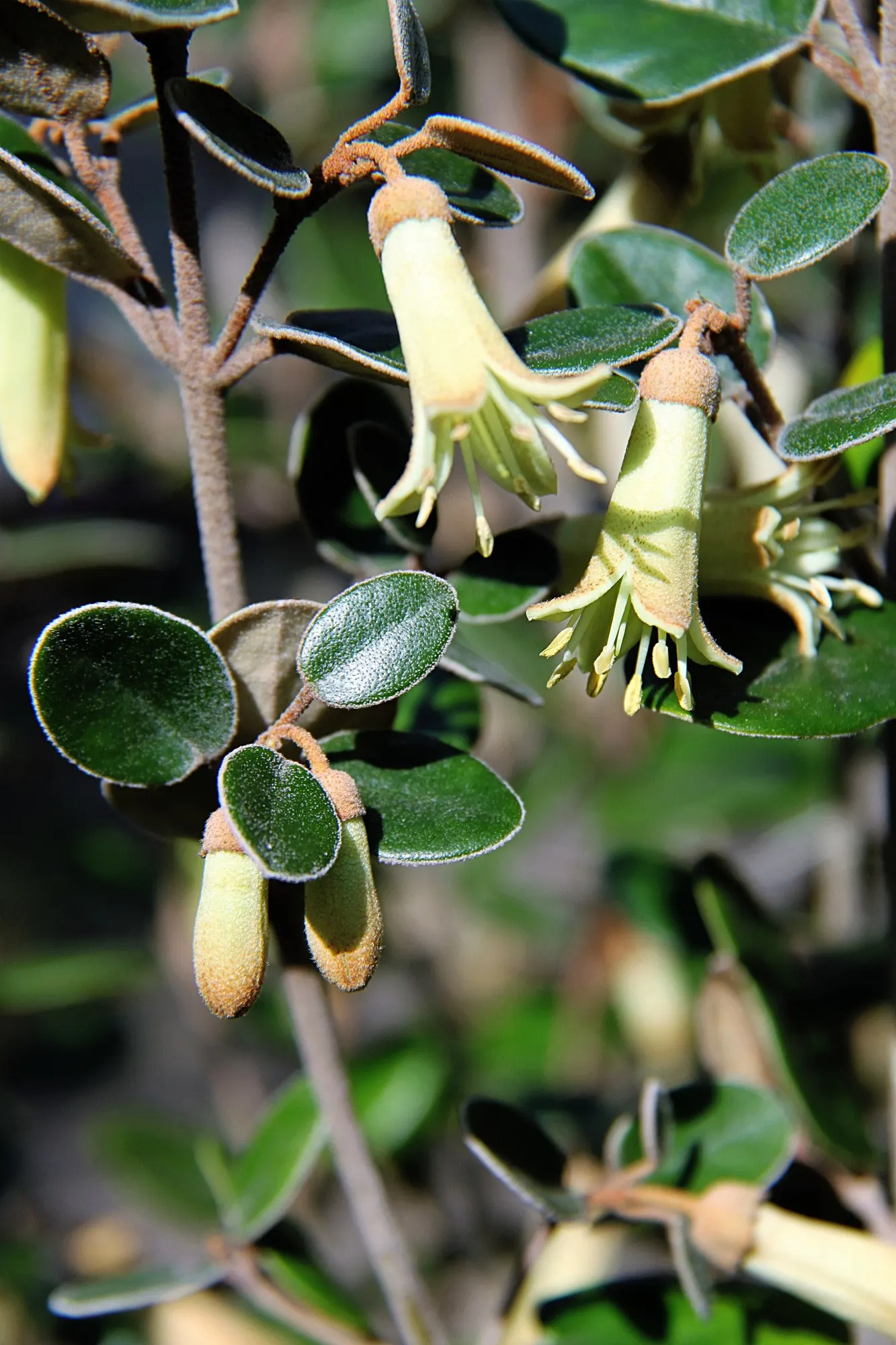 Coastal Correa (Correa Backhouseana) — particularly flourishing in Tasmania's cool and shaded environments