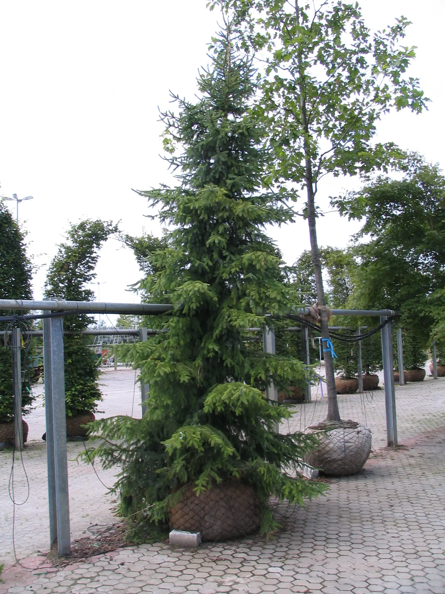 Bruns Slender Spruce (Picea Omorika 'Bruns') — The Bruns Slender Spruce (Picea omorika 'Bruns') is a narrow, columnar evergreen, perfect for tight spaces