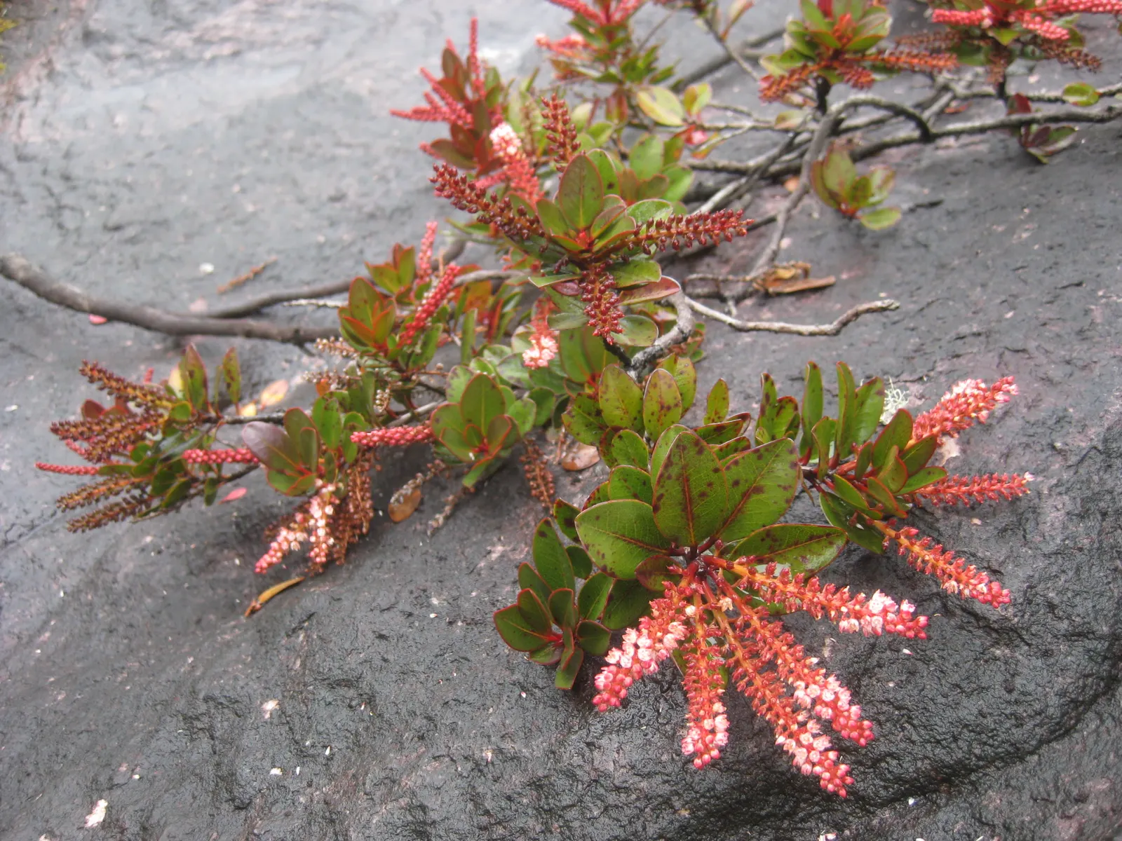Leatherwood, Titi, Ironwood Myrtle (Cyrilla Racemiflora) — It prefers full sun to partial shade