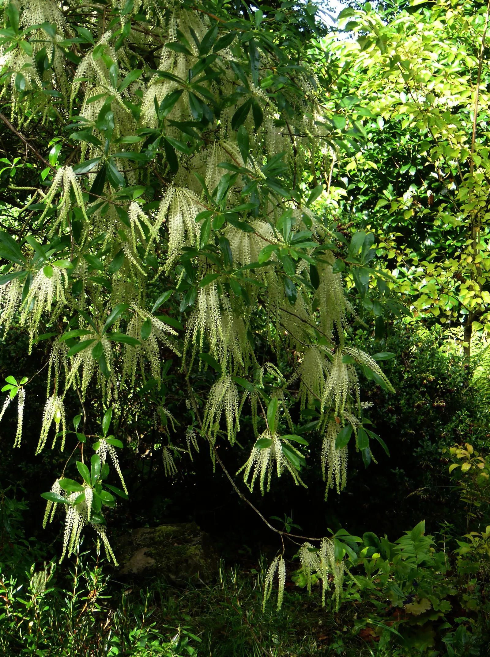 Leatherwood, Titi, Ironwood Myrtle (Cyrilla Racemiflora) — Excellent for naturalized settings or as a specimen plant